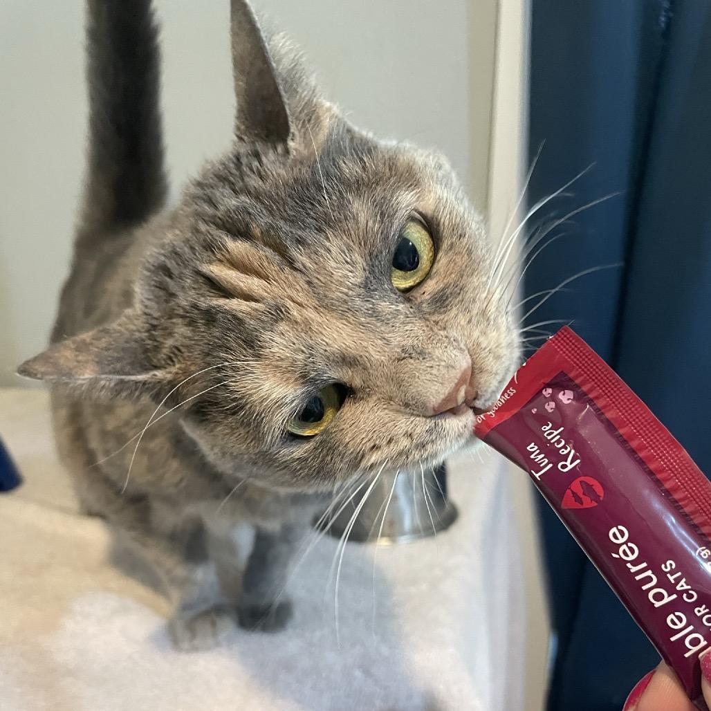 Sassie, a Adoptable Domestic Short Hair in Springfield, MO image 5/6