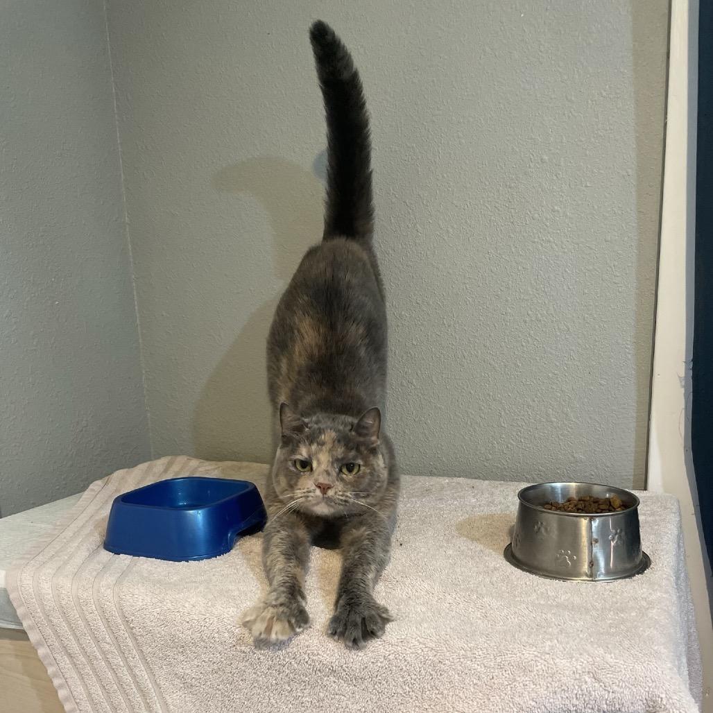 Sassie, a Adoptable Domestic Short Hair in Springfield, MO image 6/6