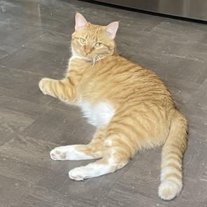 Enlarge Tommy The Tiger, a Adoptable Tabby in Minneapolis, MN image 1/1