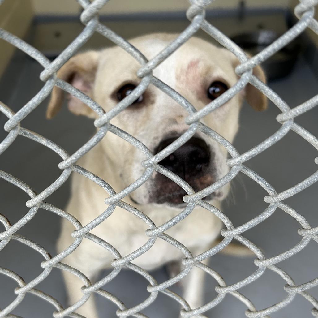 Enlarge Sugar, a Adoptable Pit Bull Terrier in Lufkin, TX image 1/1