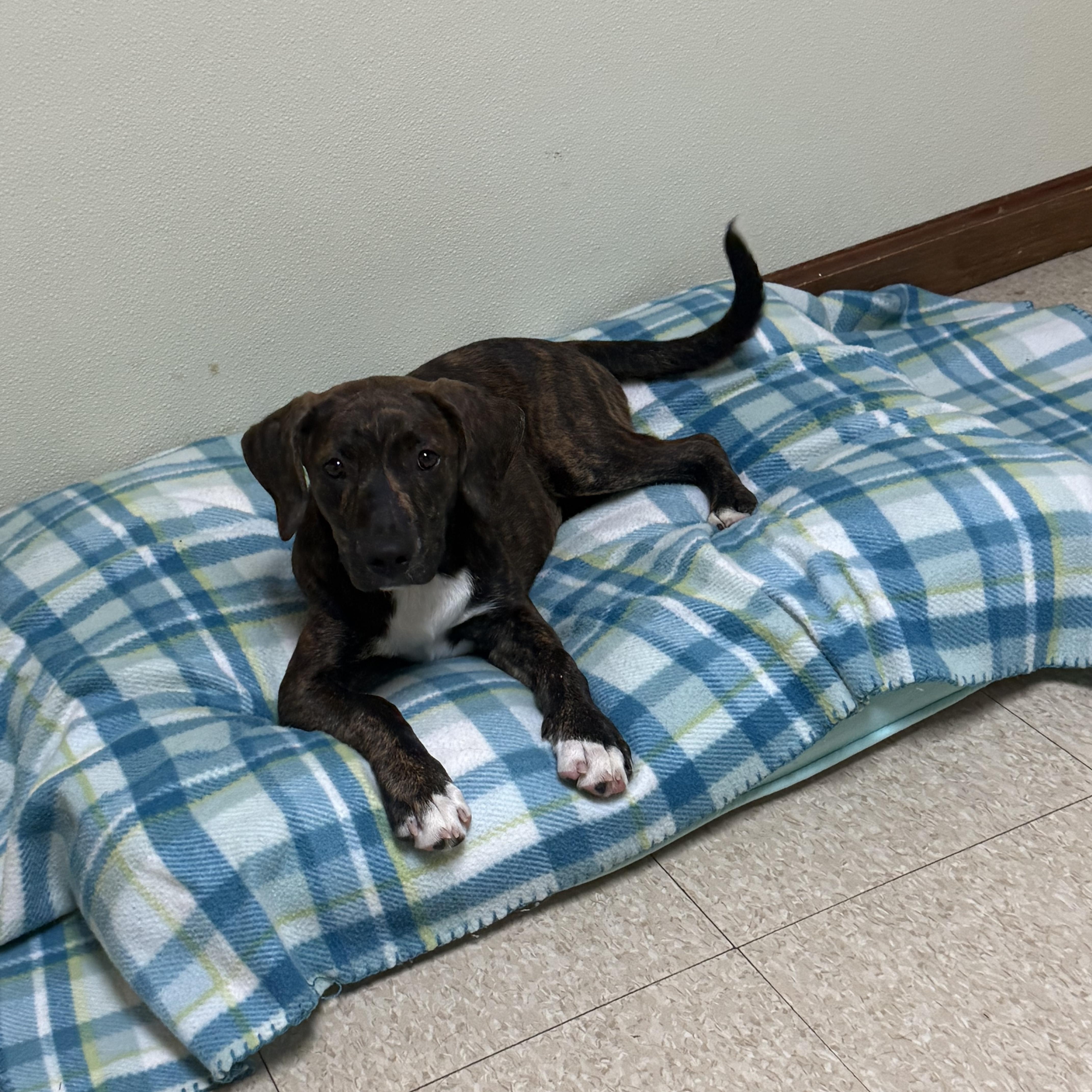 Wilma, a ADOPTABLE mixed breed in Douglas, MA image 1/6