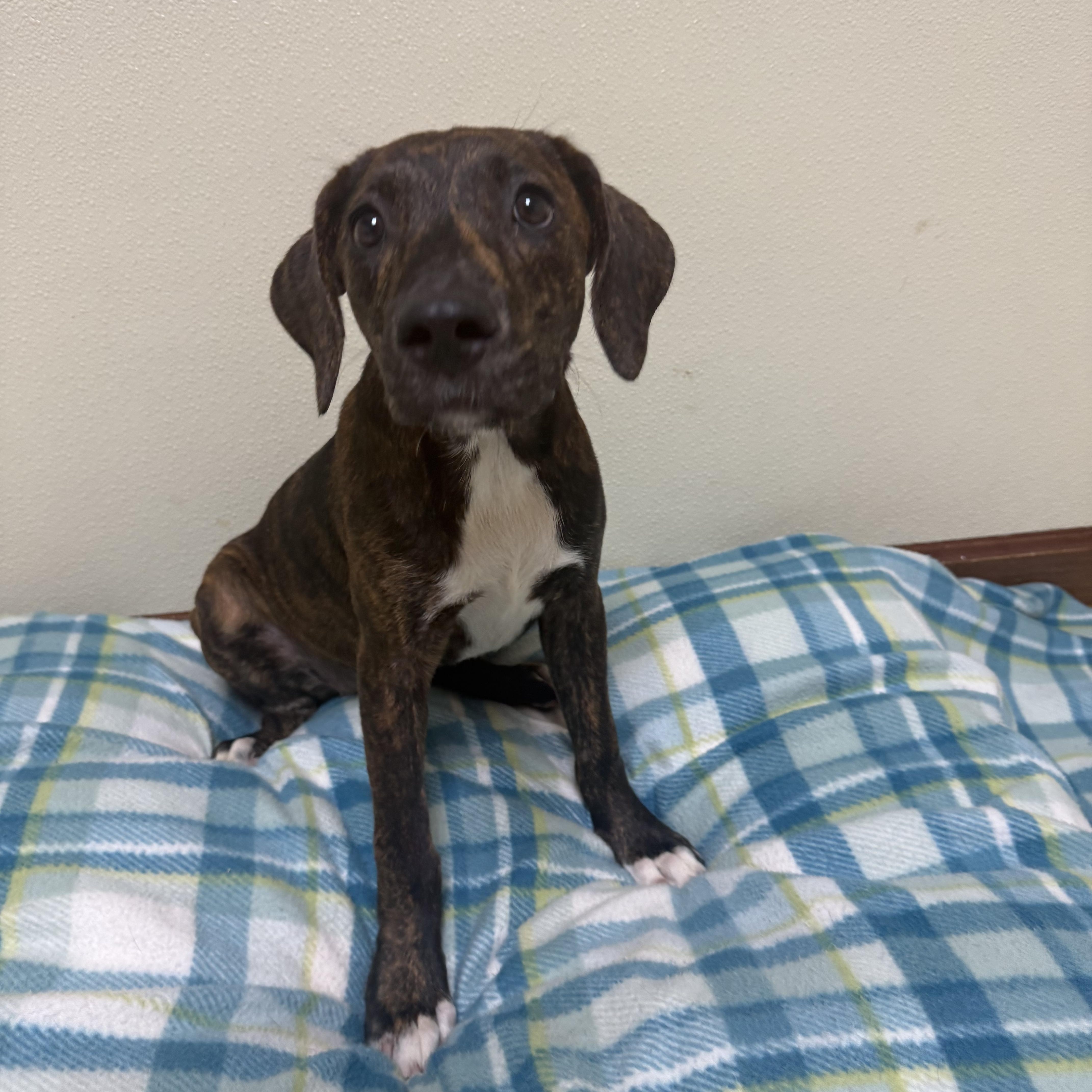 Wilma, a ADOPTABLE mixed breed in Douglas, MA image 3/6