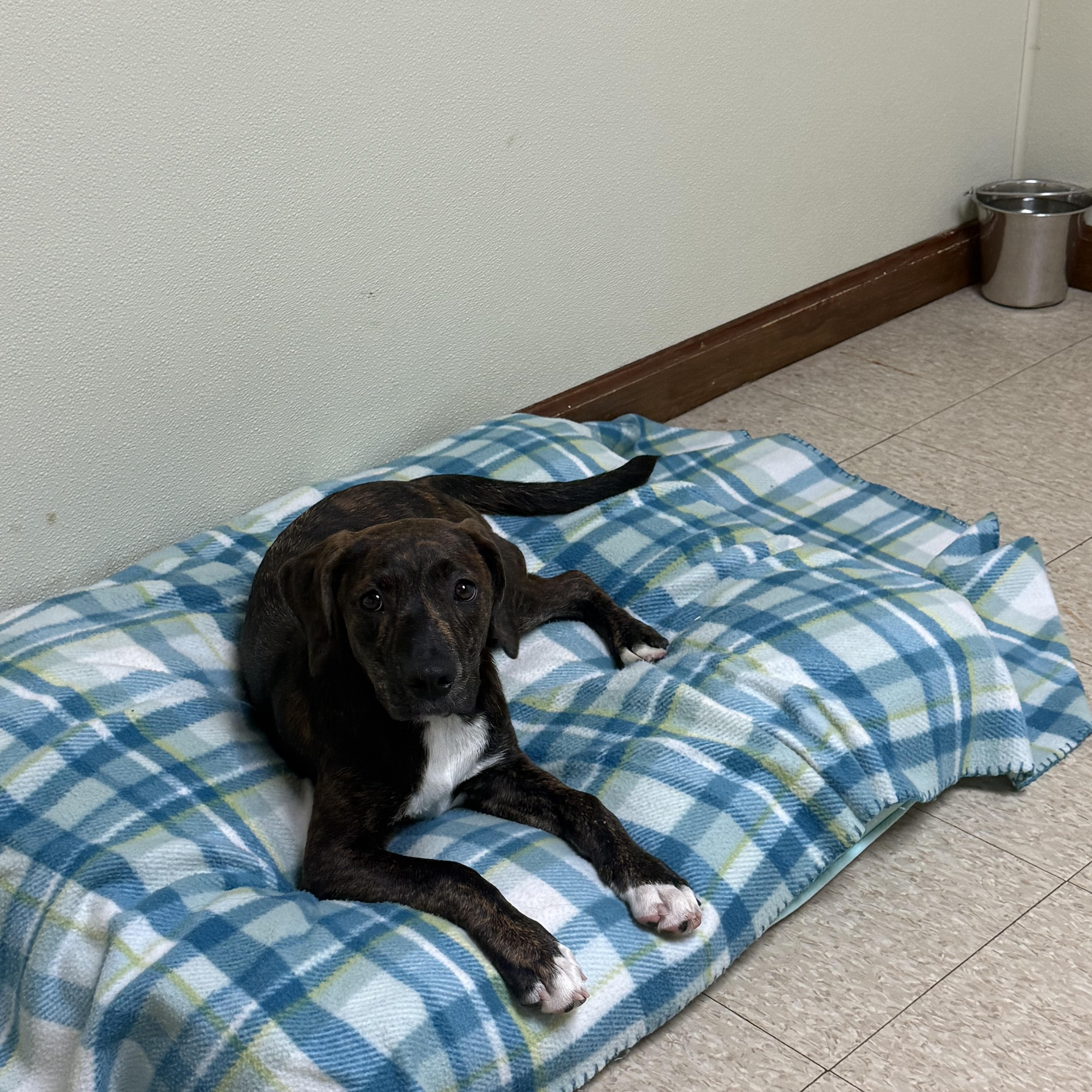 Wilma, a ADOPTABLE mixed breed in Douglas, MA image 2/6