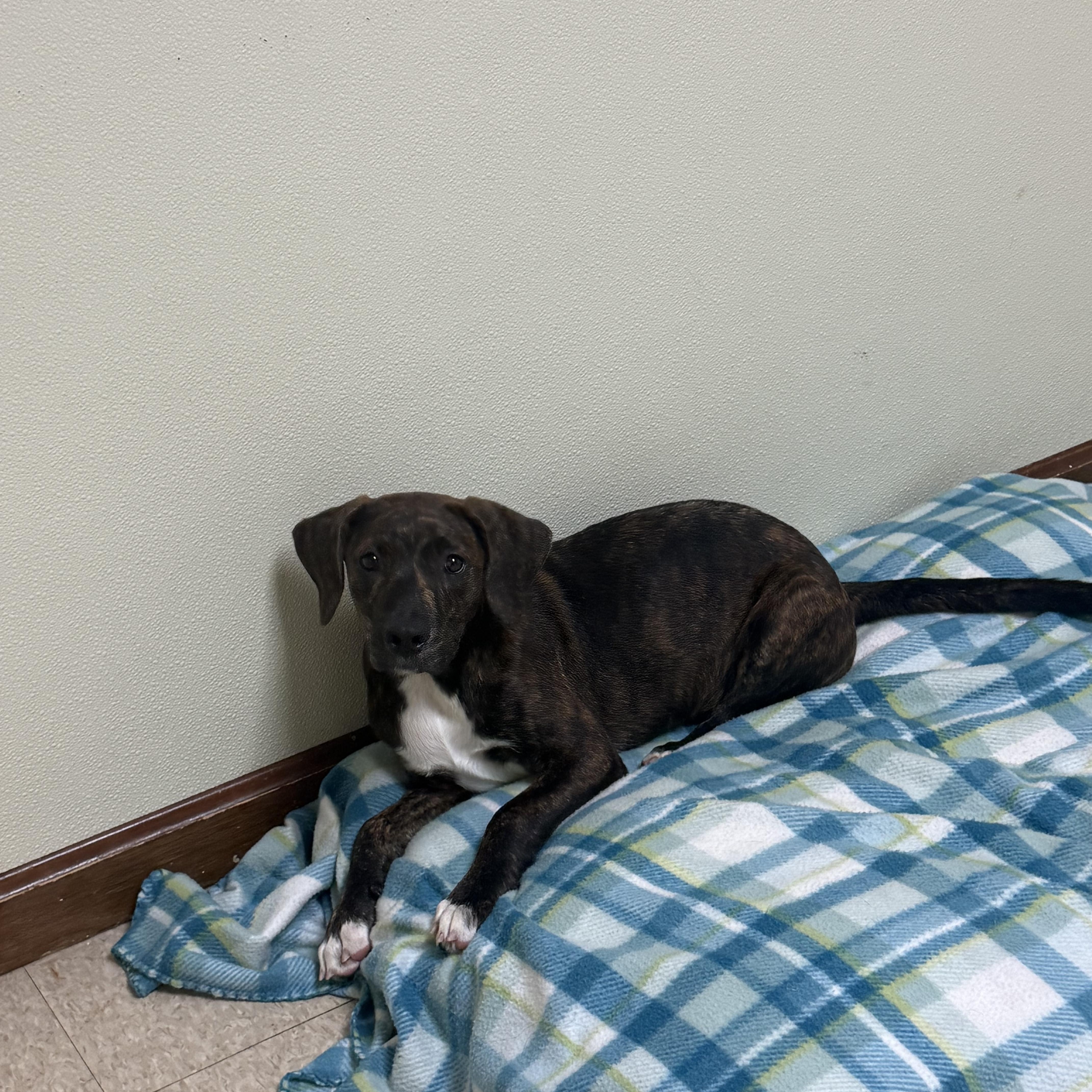 Wilma, a ADOPTABLE mixed breed in Douglas, MA image 4/6