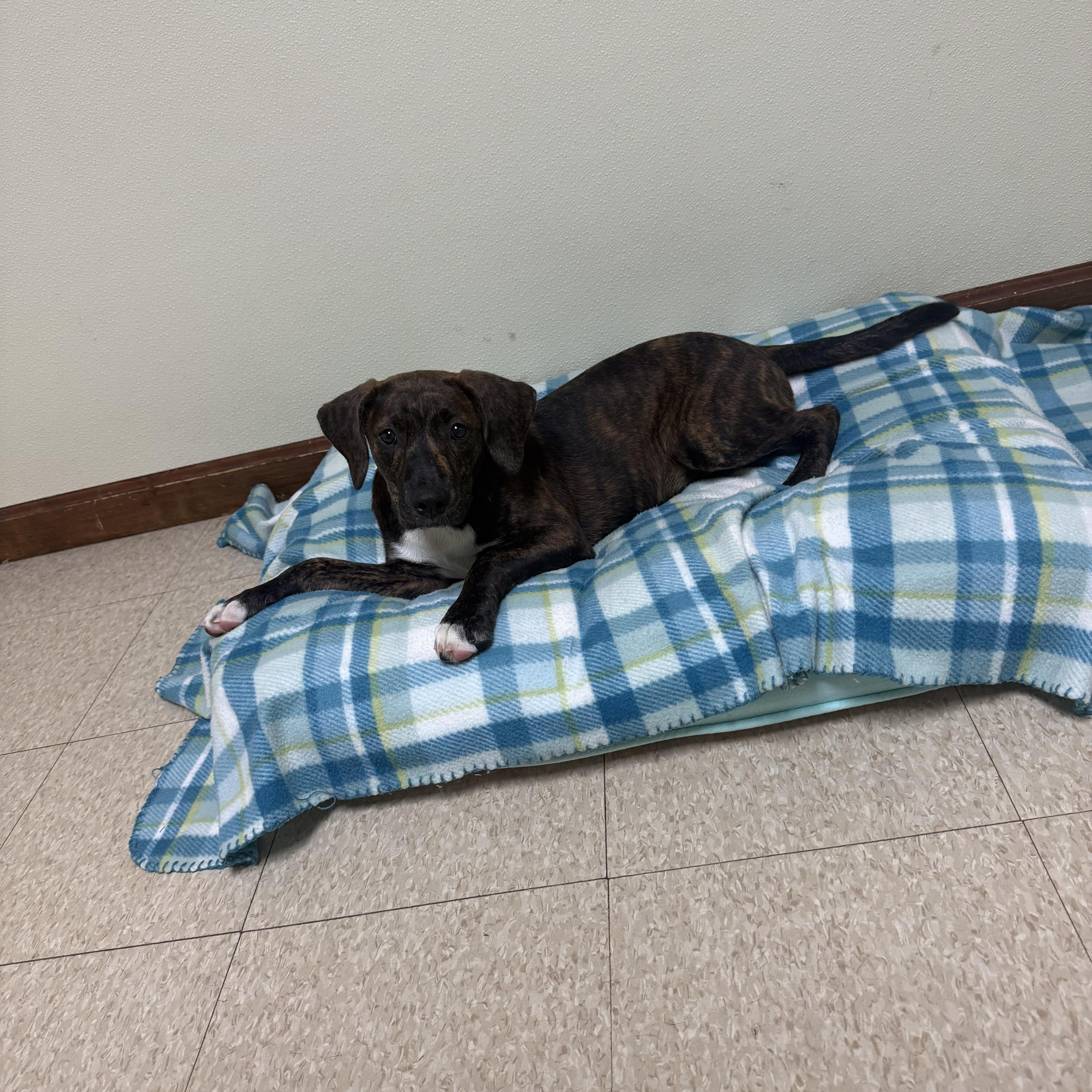 Wilma, a ADOPTABLE mixed breed in Douglas, MA image 6/6