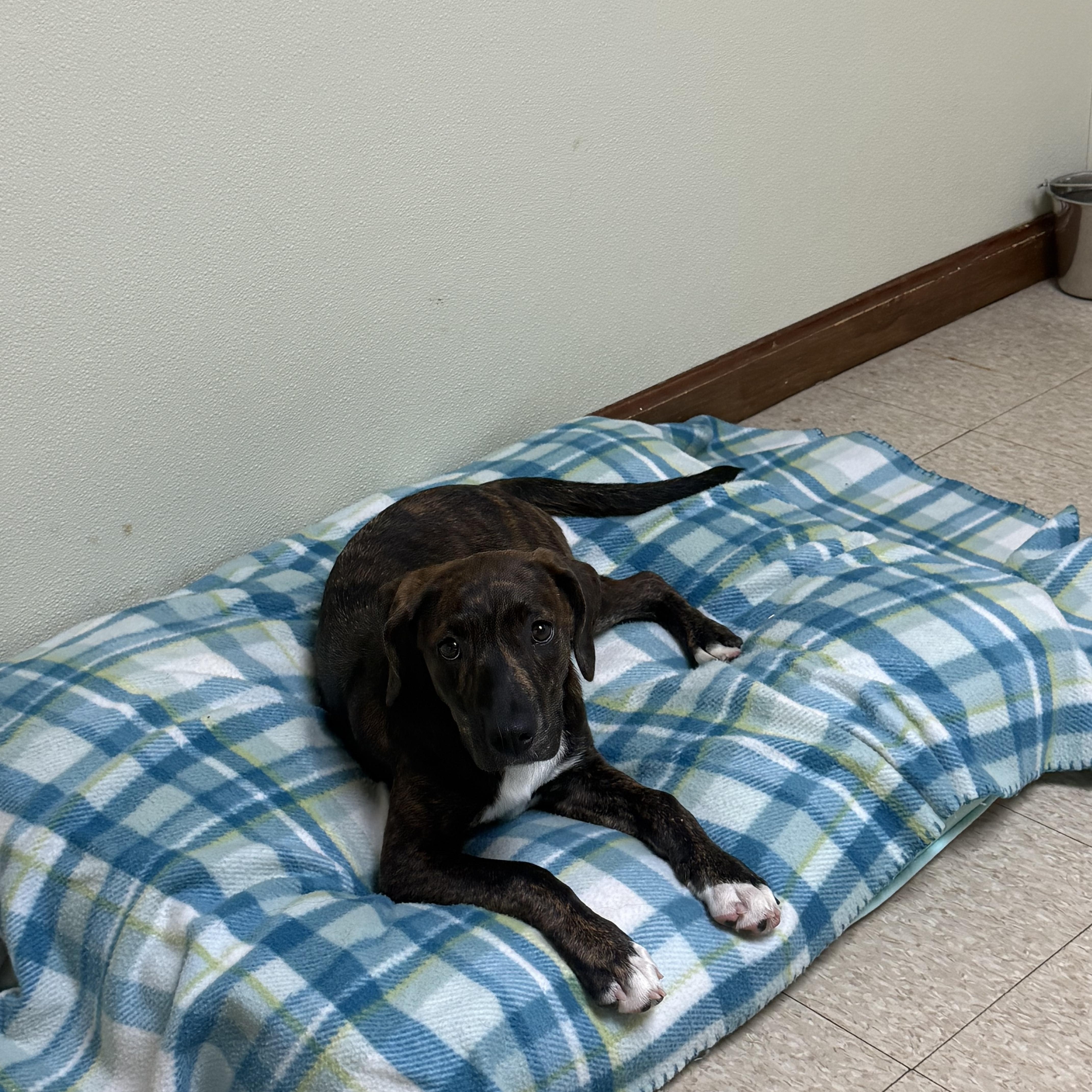 Wilma, a ADOPTABLE mixed breed in Douglas, MA image 5/6