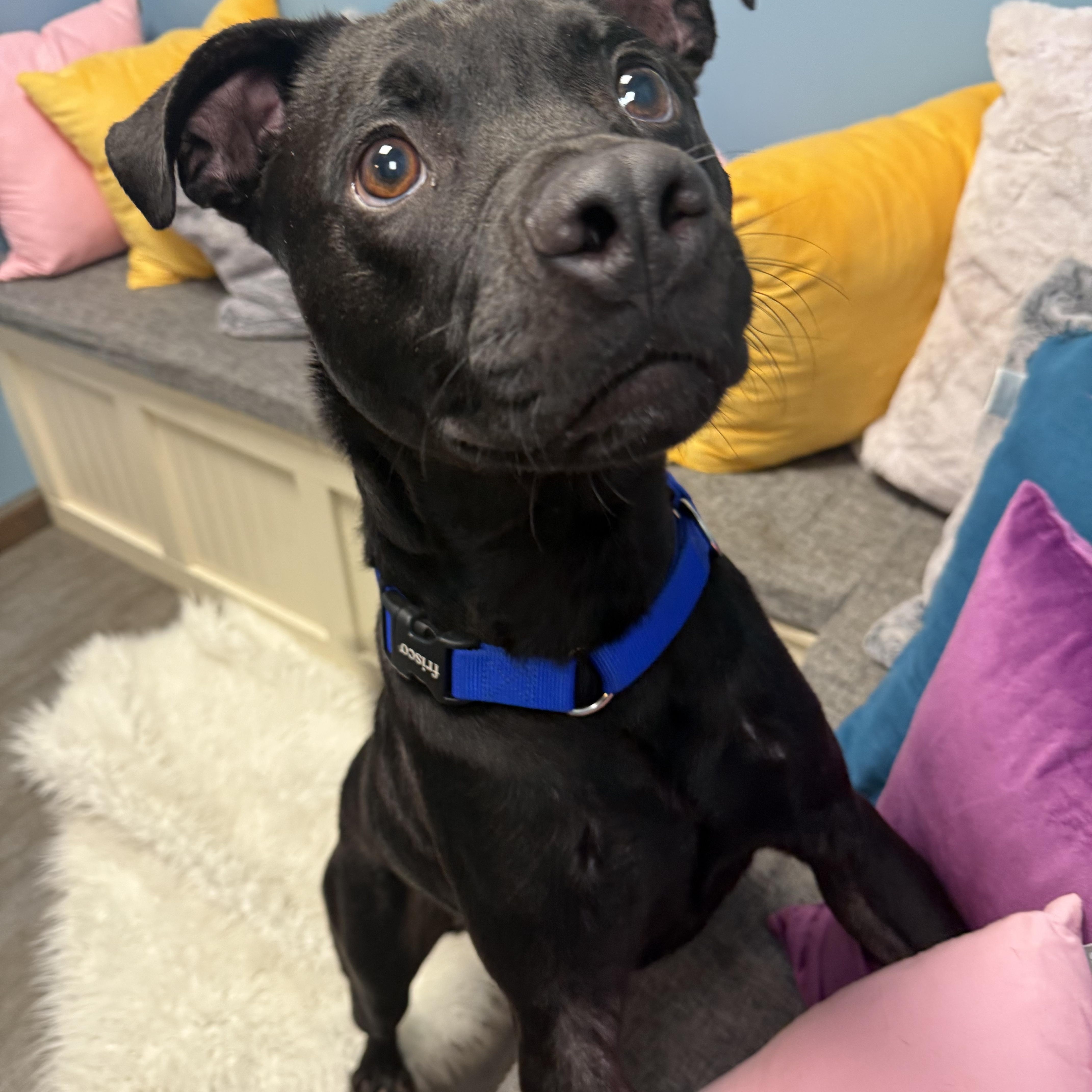 Enlarge Inky, a Adoptable mixed breed in Cumberland, RI image 2/6