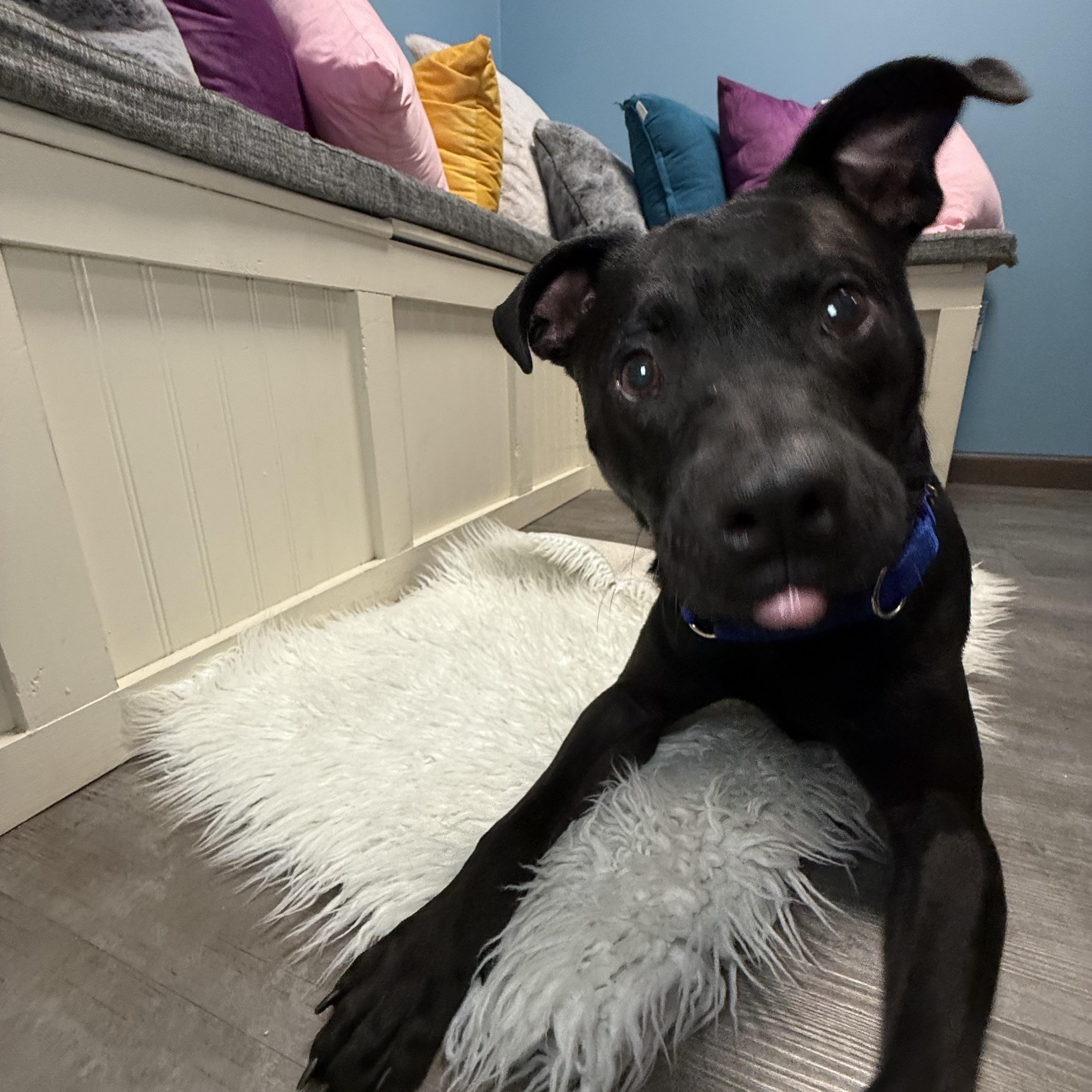 Enlarge Inky, a Adoptable mixed breed in Cumberland, RI image 4/6
