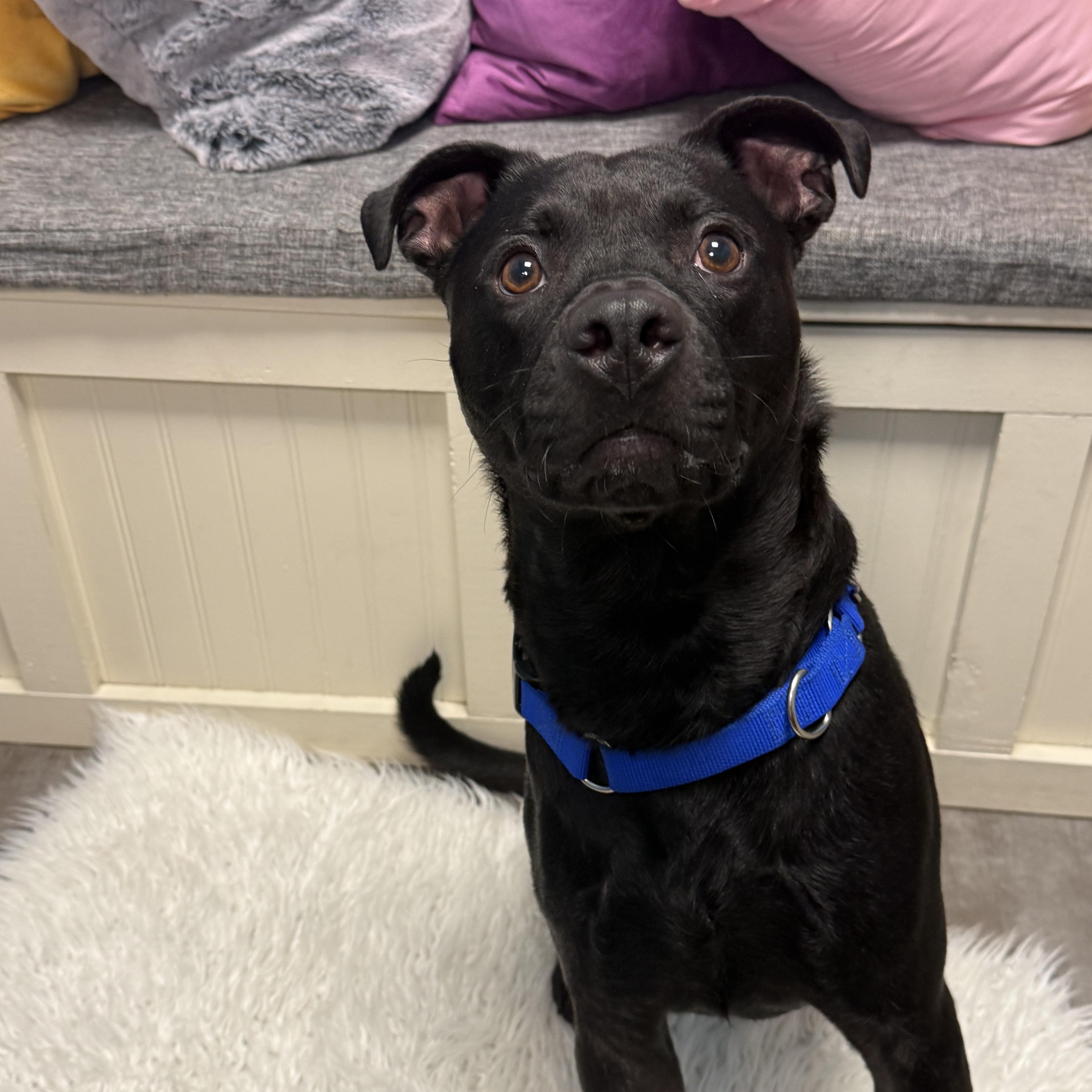 Enlarge Inky, a Adoptable mixed breed in Cumberland, RI image 3/6
