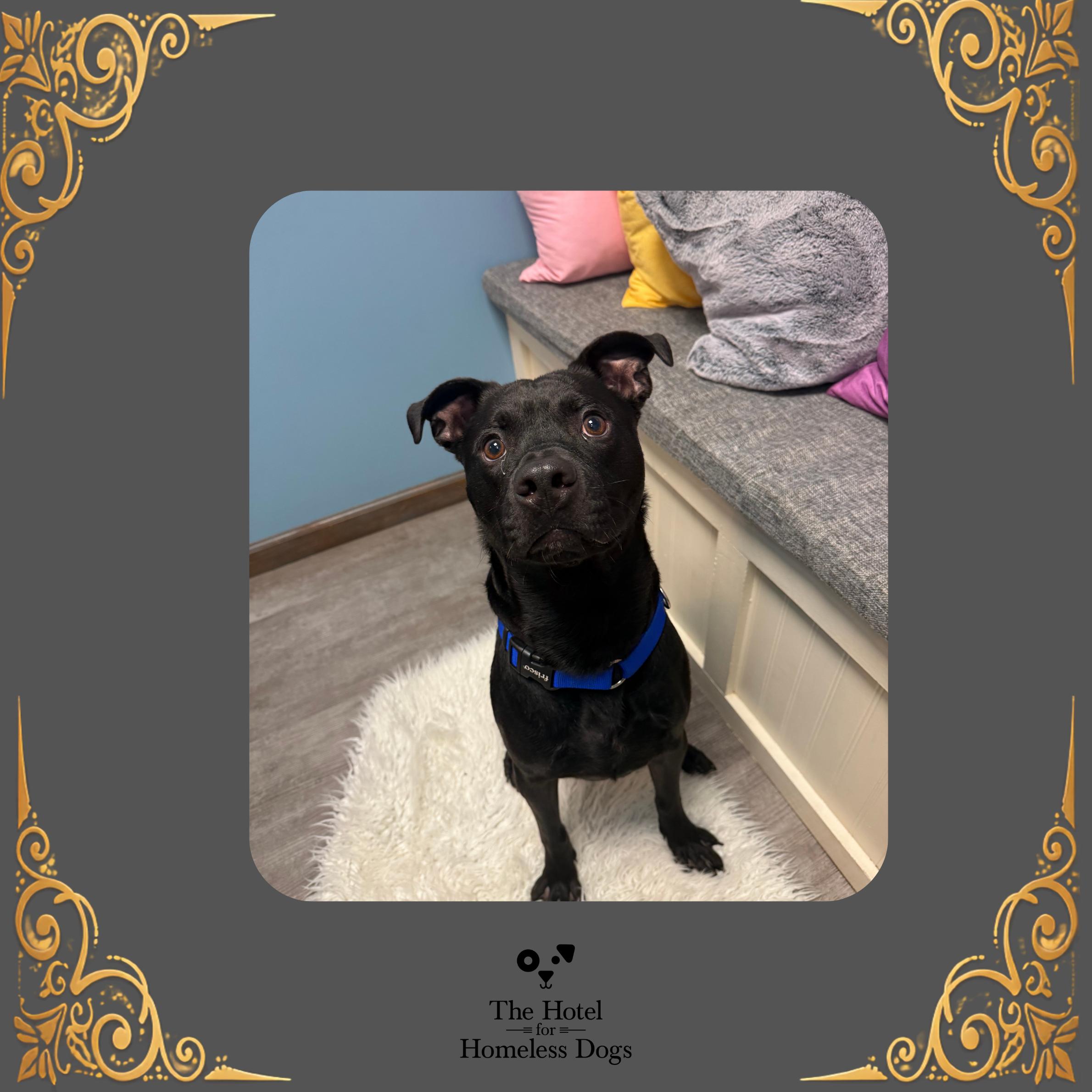 Inky, Adoptable, Young Male Staffordshire Bull Terrier & Mixed Breed.