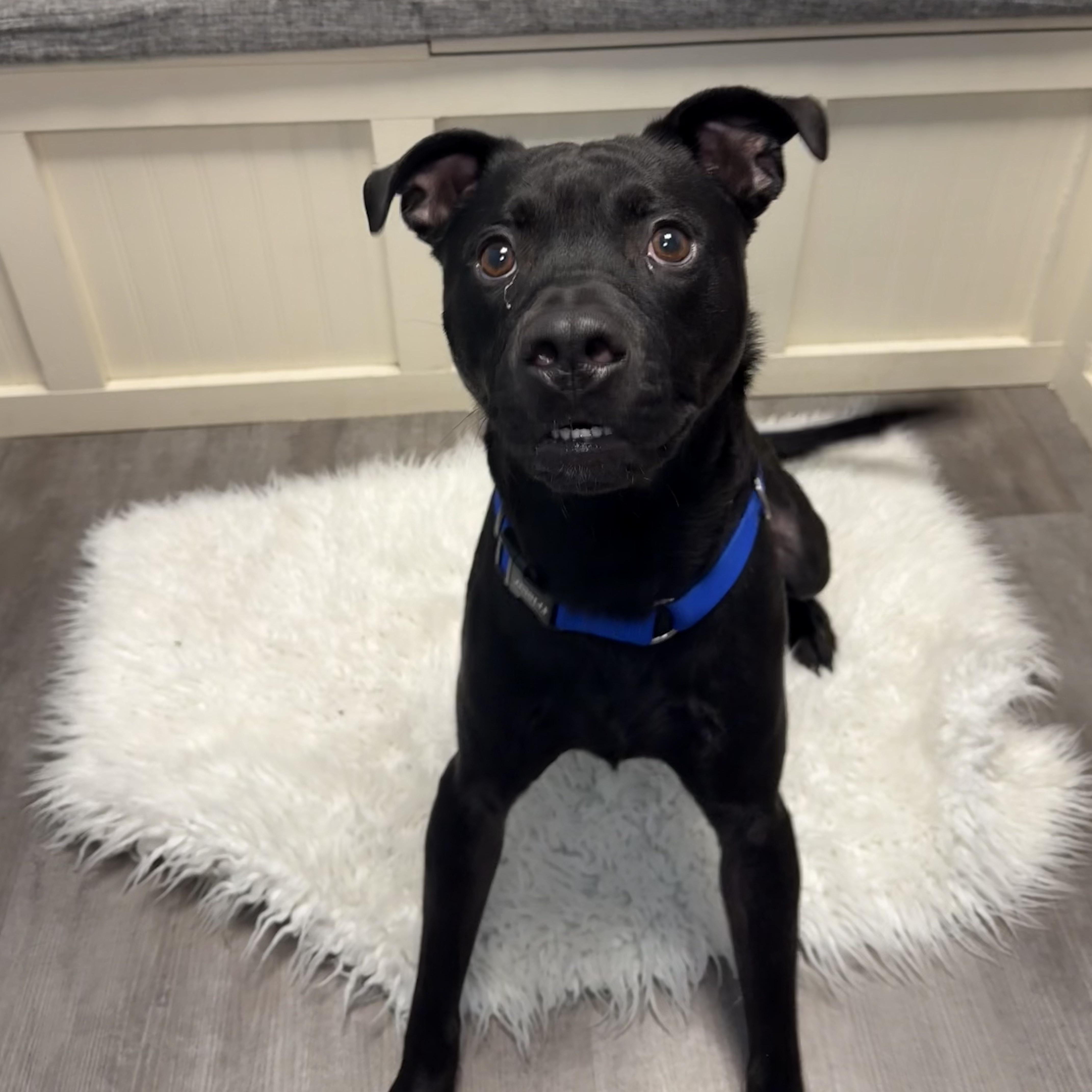 Enlarge Inky, a Adoptable mixed breed in Cumberland, RI image 5/6