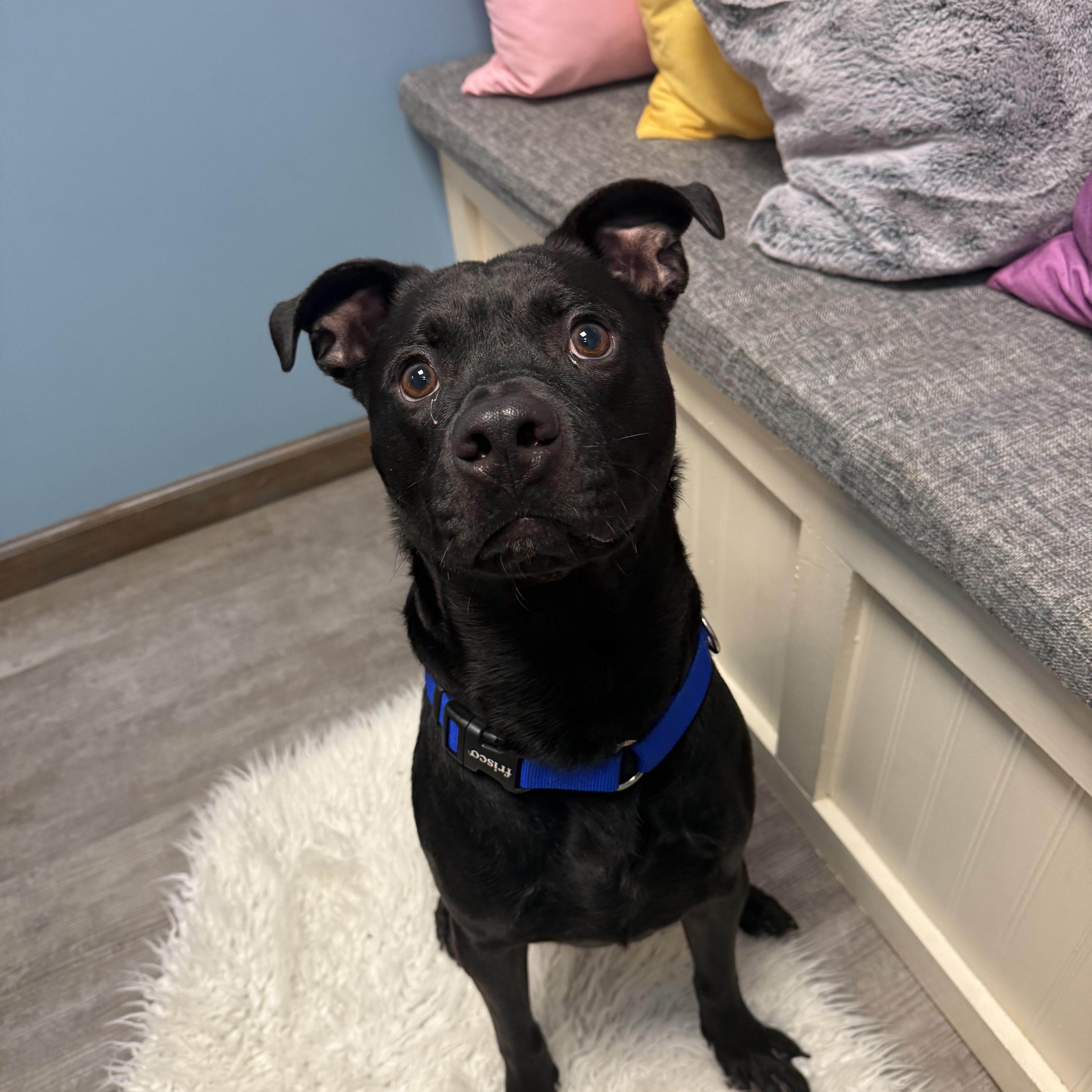Enlarge Inky, a Adoptable mixed breed in Cumberland, RI image 6/6