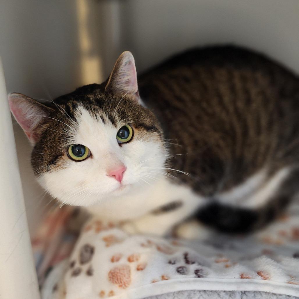 Sarge, Adoptable, Adult Male Domestic Short Hair.