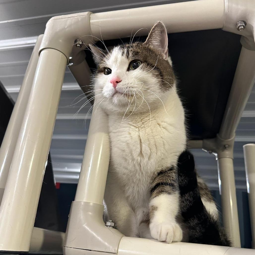 Sarge, a Adoptable Domestic Short Hair in Ely, MN image 2/3