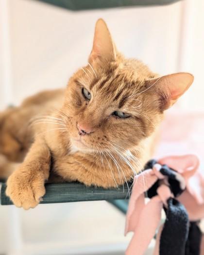 Clydesdale, Adoptable, Senior Male Domestic Short Hair & Domestic Short Hair.