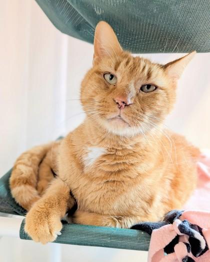 Enlarge Clydesdale, a Adoptable mixed breed in Saint Petersburg, FL image 2/3