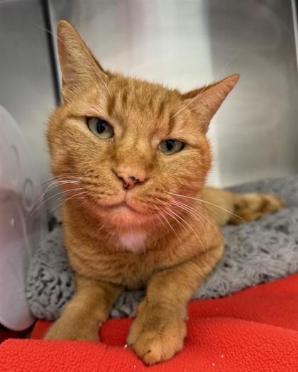 Enlarge Clydesdale, a Adoptable mixed breed in Saint Petersburg, FL image 3/3