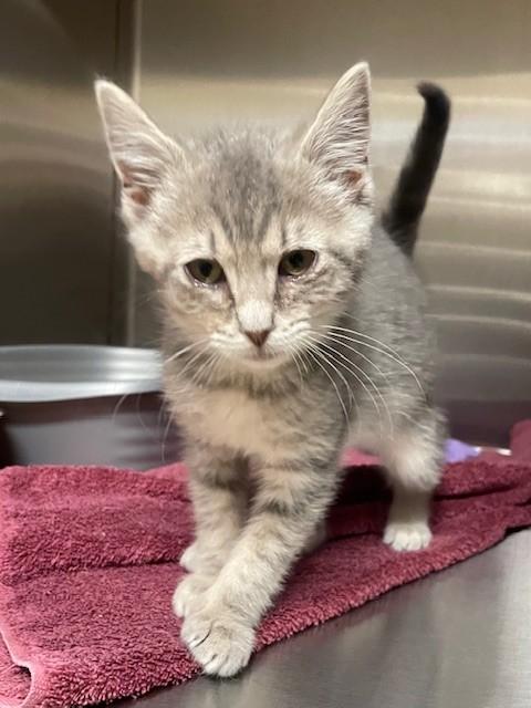 Stu, an adoptable Domestic Short Hair in Prudenville, MI_image-1