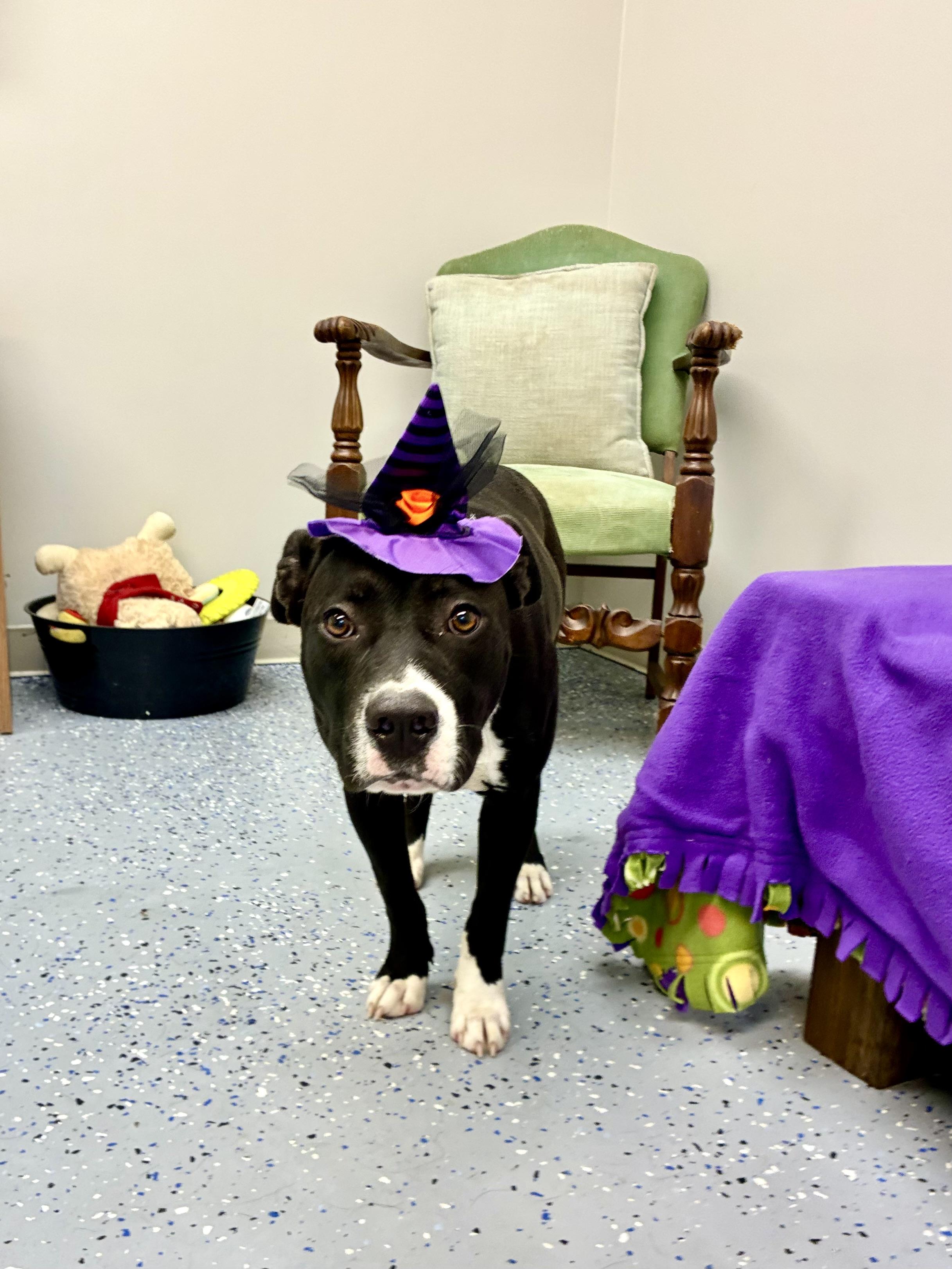 Bessie, Adoptable, Adult Female Terrier.