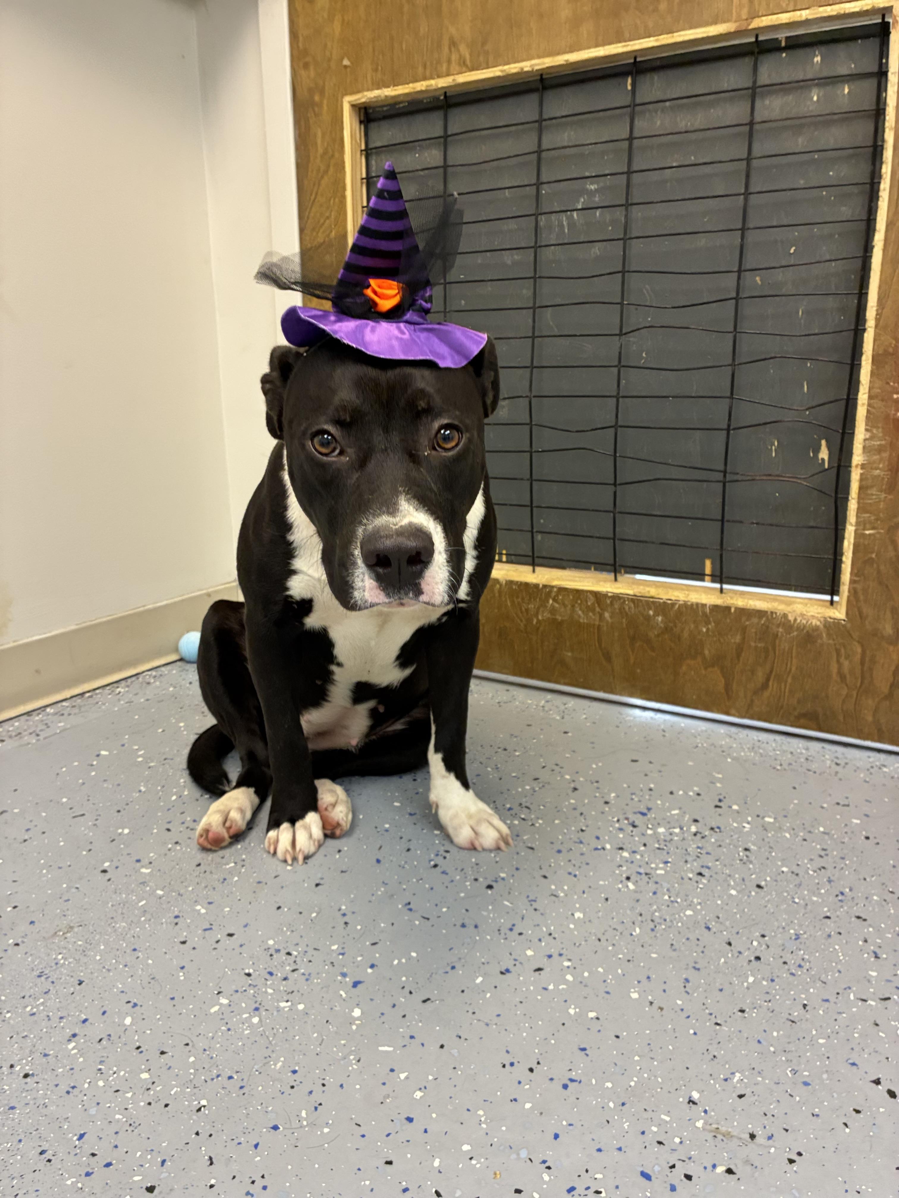 Enlarge Bessie, a Adoptable mixed breed in Senatobia, MS image 2/3