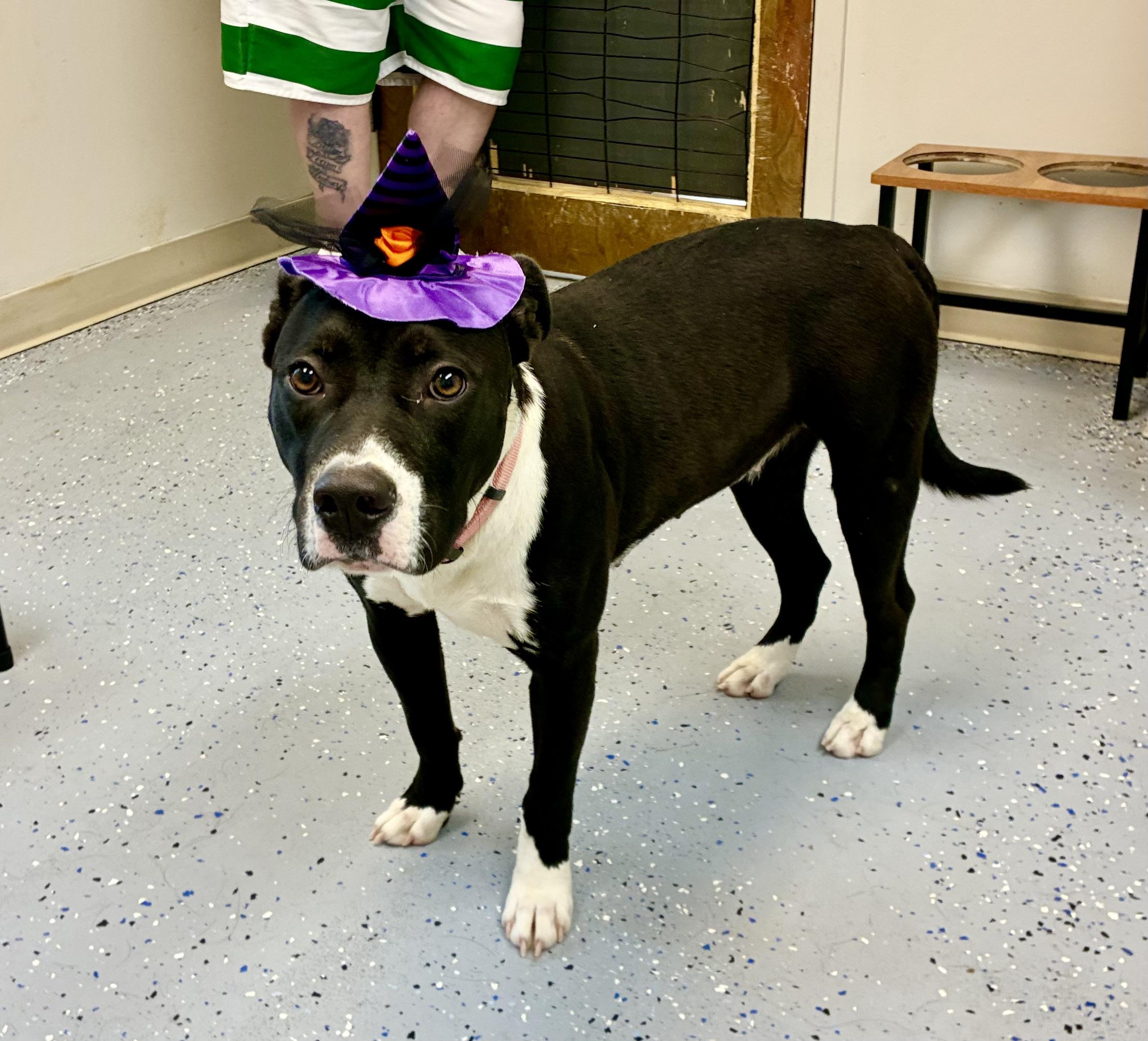 Enlarge Bessie, a Adoptable mixed breed in Senatobia, MS image 3/3