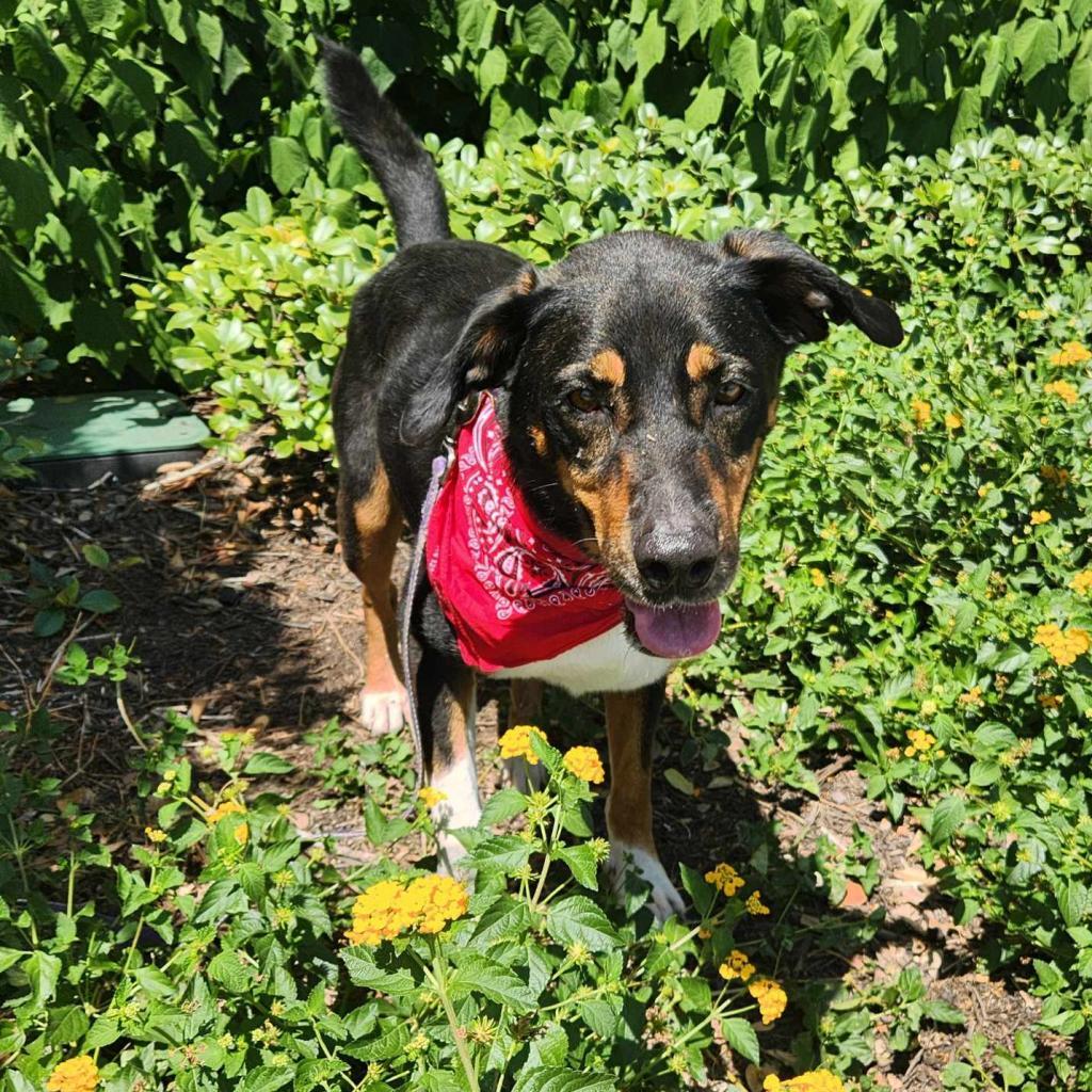 Enlarge Fury JuM aka Rocky, a Adoptable mixed breed in Austin, TX image 2/6