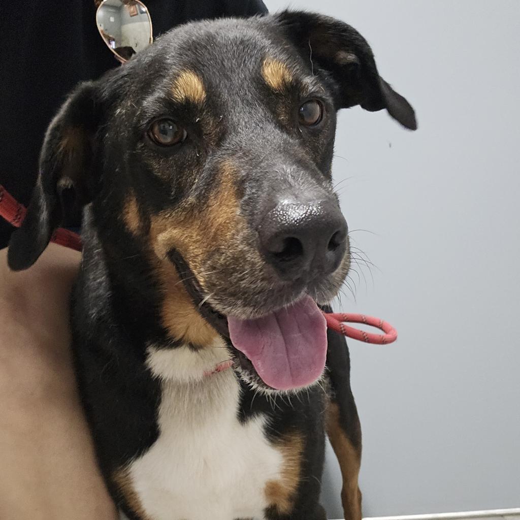 Enlarge Fury JuM aka Rocky, a Adoptable mixed breed in Austin, TX image 3/6