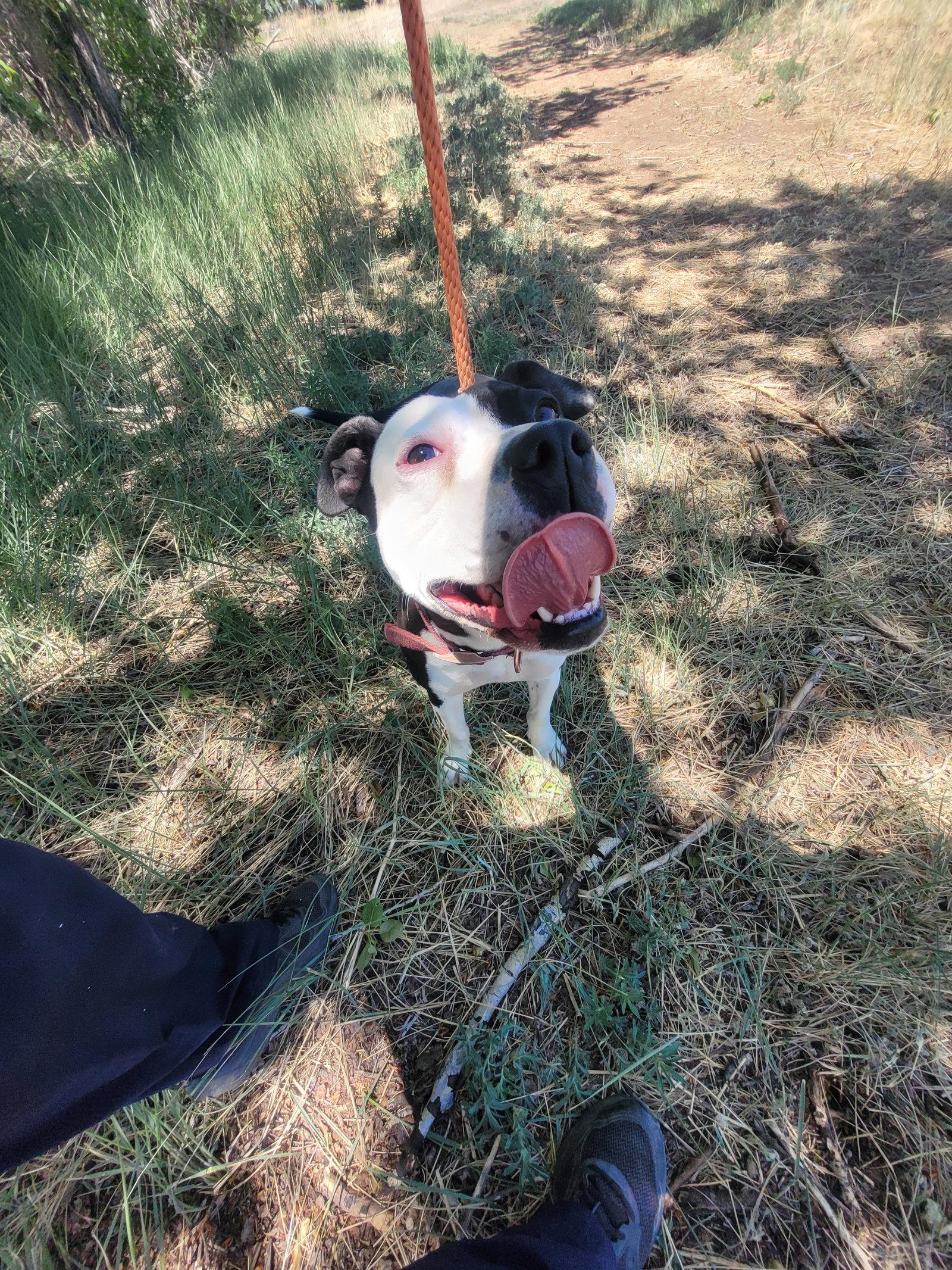 Panda, Adoptable, Adult Female Pit Bull Terrier & Boxer.