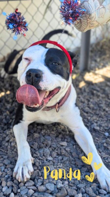 Enlarge Panda, a Adoptable mixed breed in Monte Vista, CO image 2/3