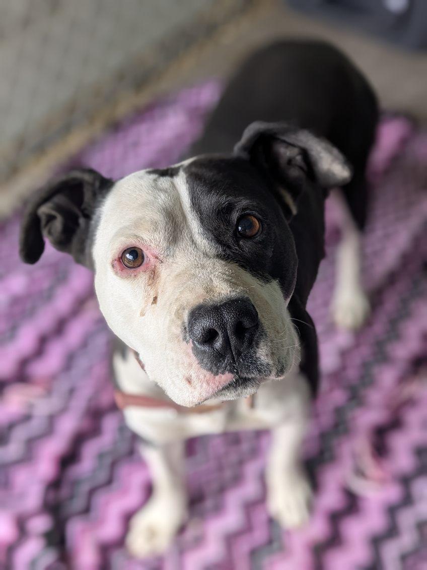 Enlarge Panda, a Adoptable mixed breed in Monte Vista, CO image 3/3