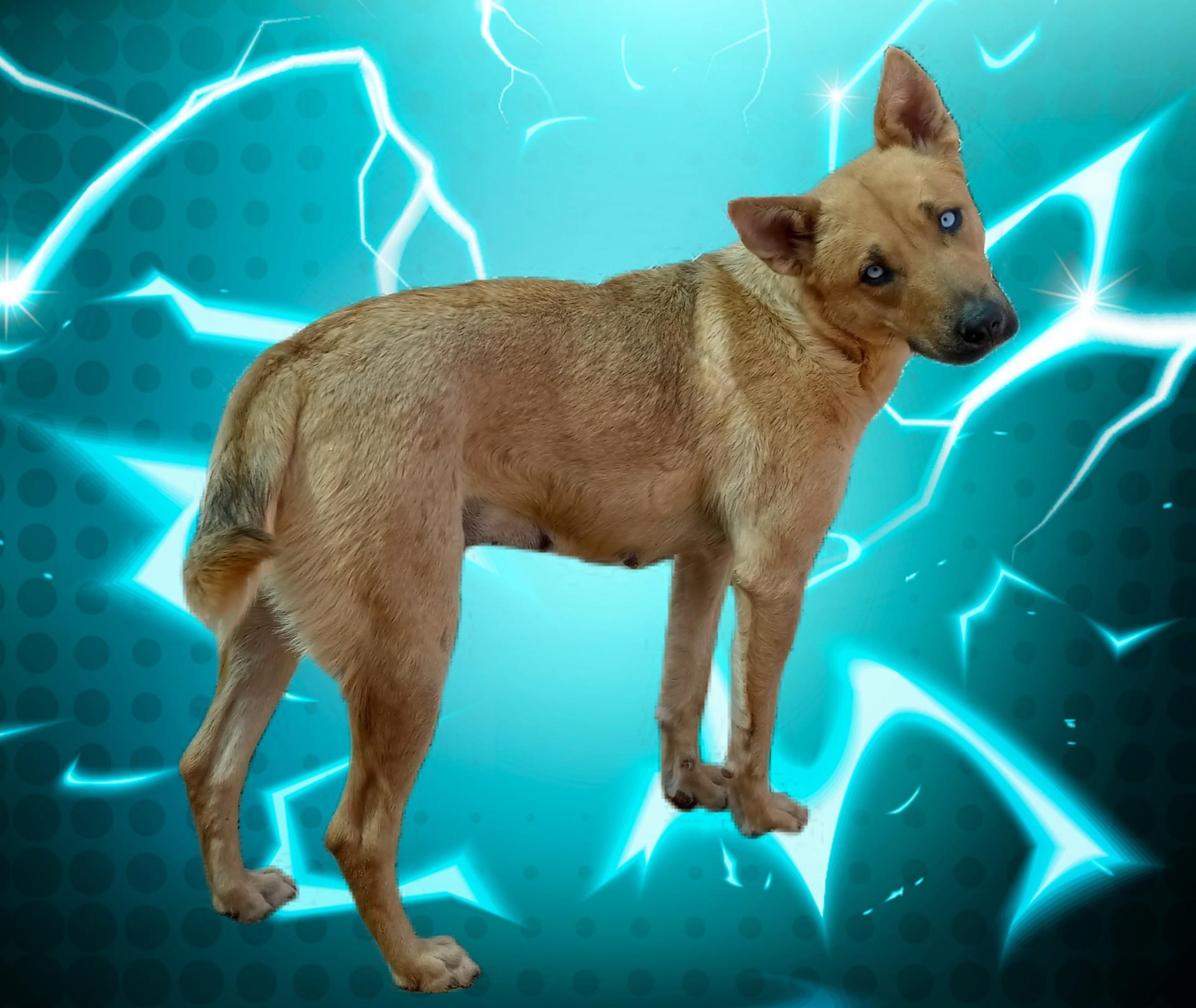 Elsa, a Adoptable mixed breed in El Paso, TX image 2/3