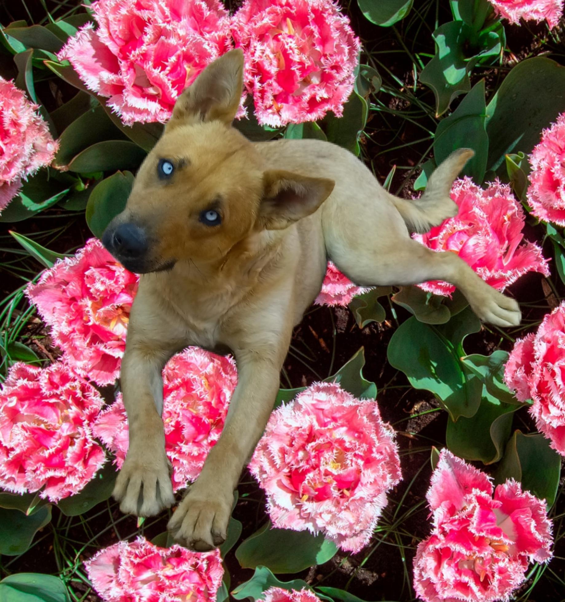 Elsa, a Adoptable mixed breed in El Paso, TX image 3/3