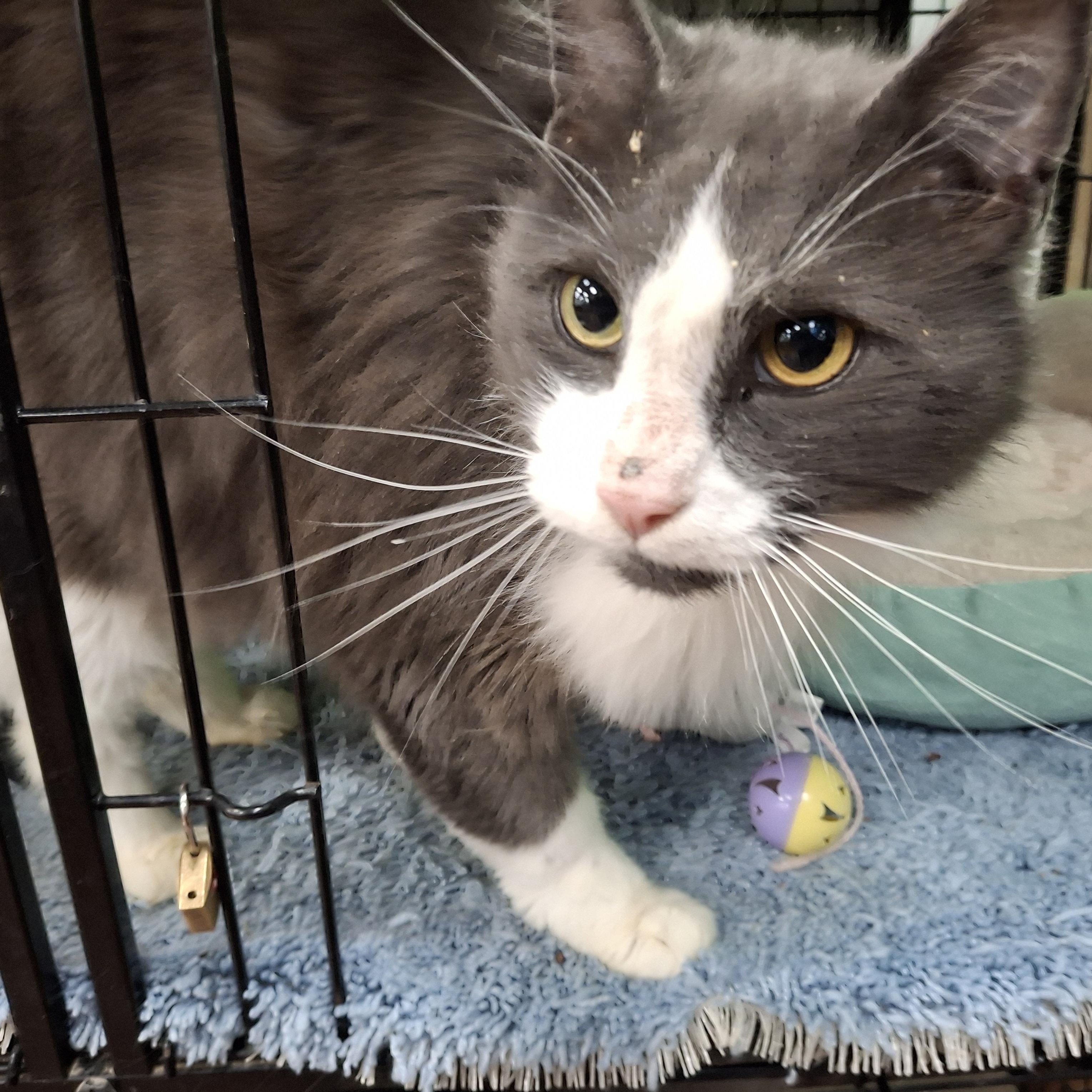 Frederick, a Adoptable Domestic Medium Hair in Bear, DE image 1/4