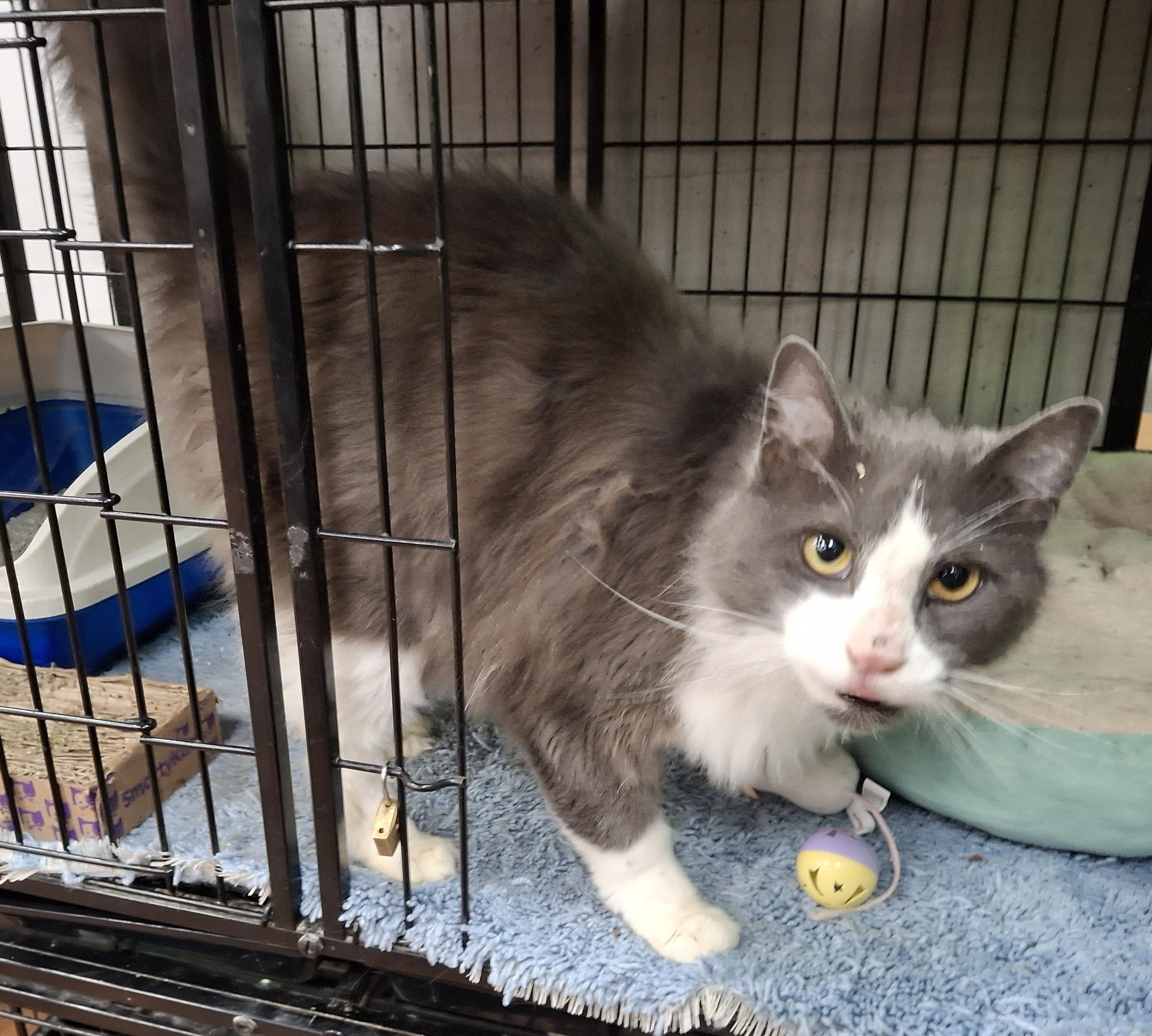 Frederick, a Adoptable Domestic Medium Hair in Bear, DE image 2/4