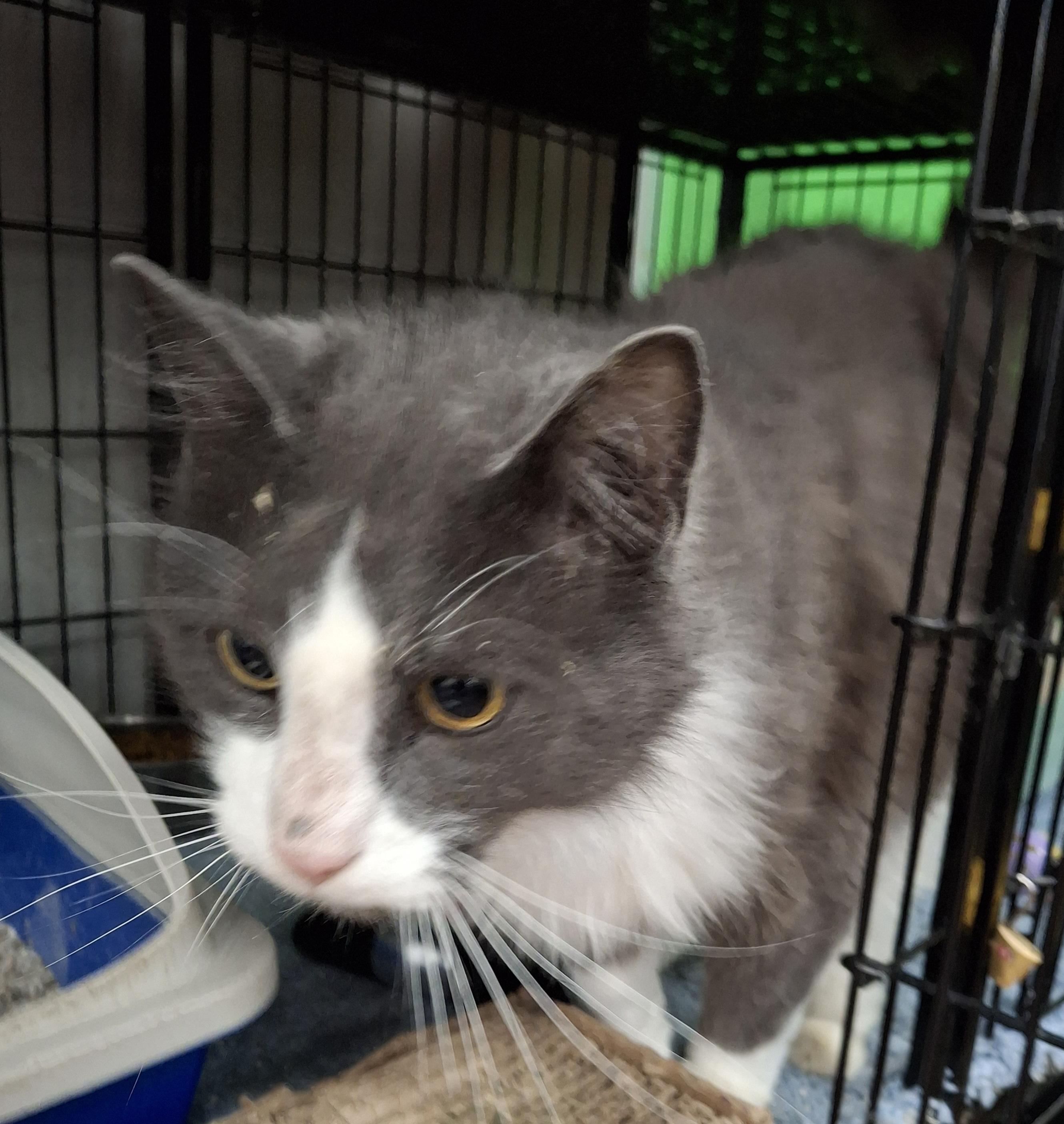 Frederick, a Adoptable Domestic Medium Hair in Bear, DE image 3/4