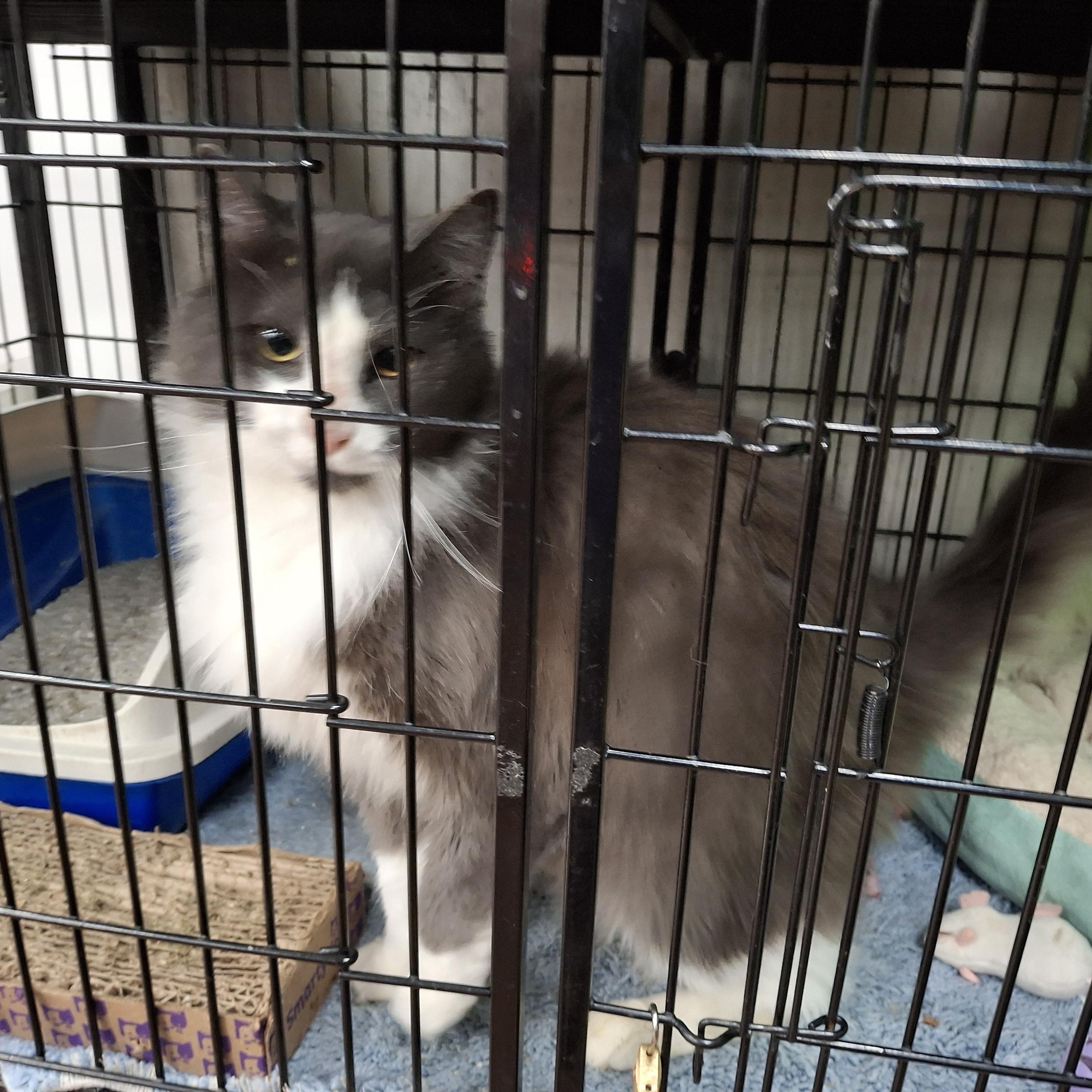 Frederick, a Adoptable Domestic Medium Hair in Bear, DE image 4/4