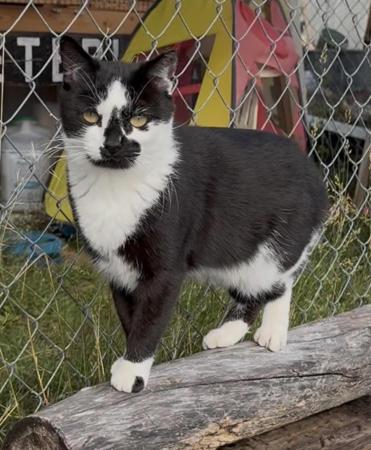 Dash, Adoptable, Adult Male Domestic Short Hair.