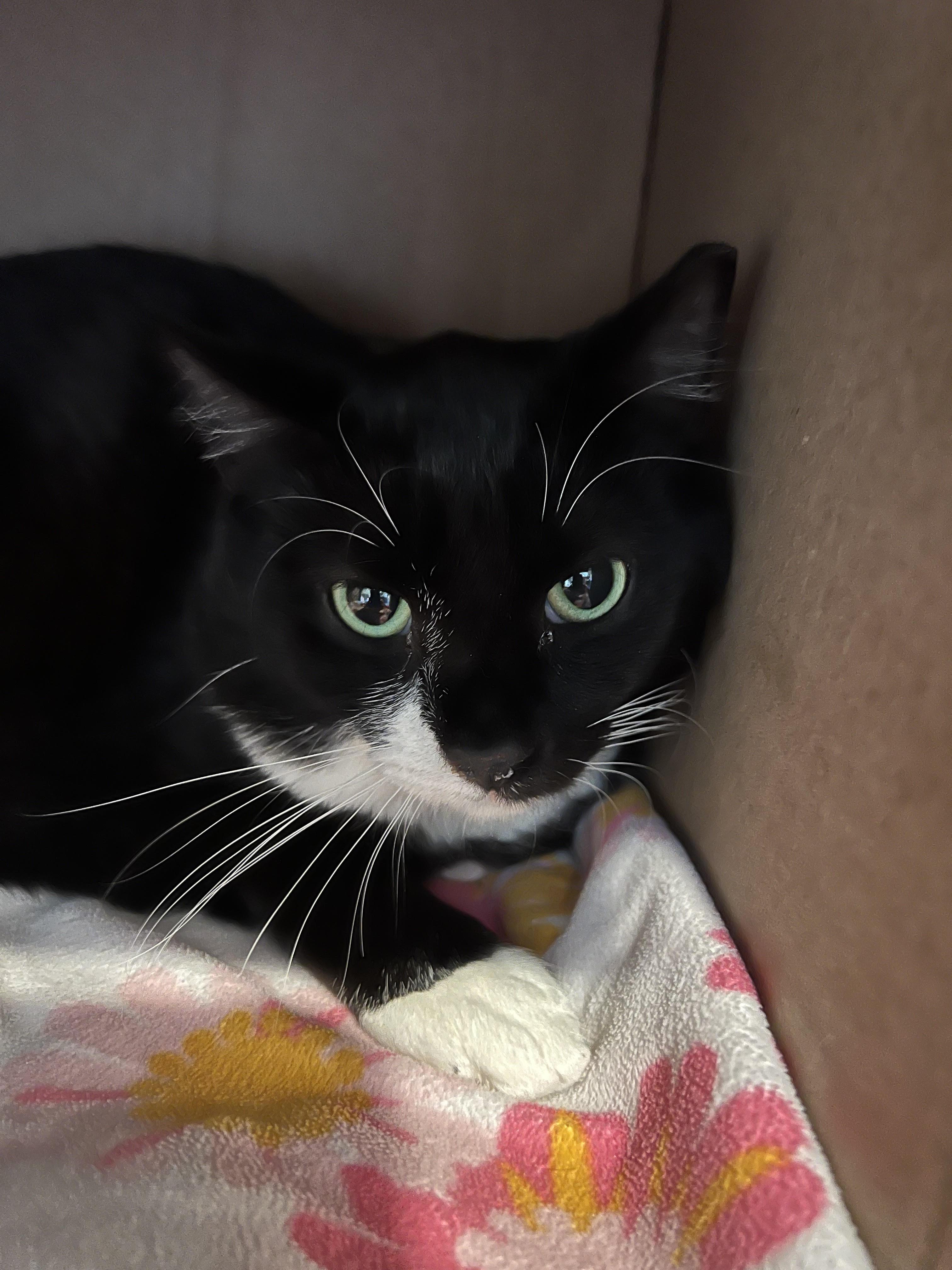 Enlarge Dash, a Adoptable Domestic Short Hair in Butte, MT image 1/1