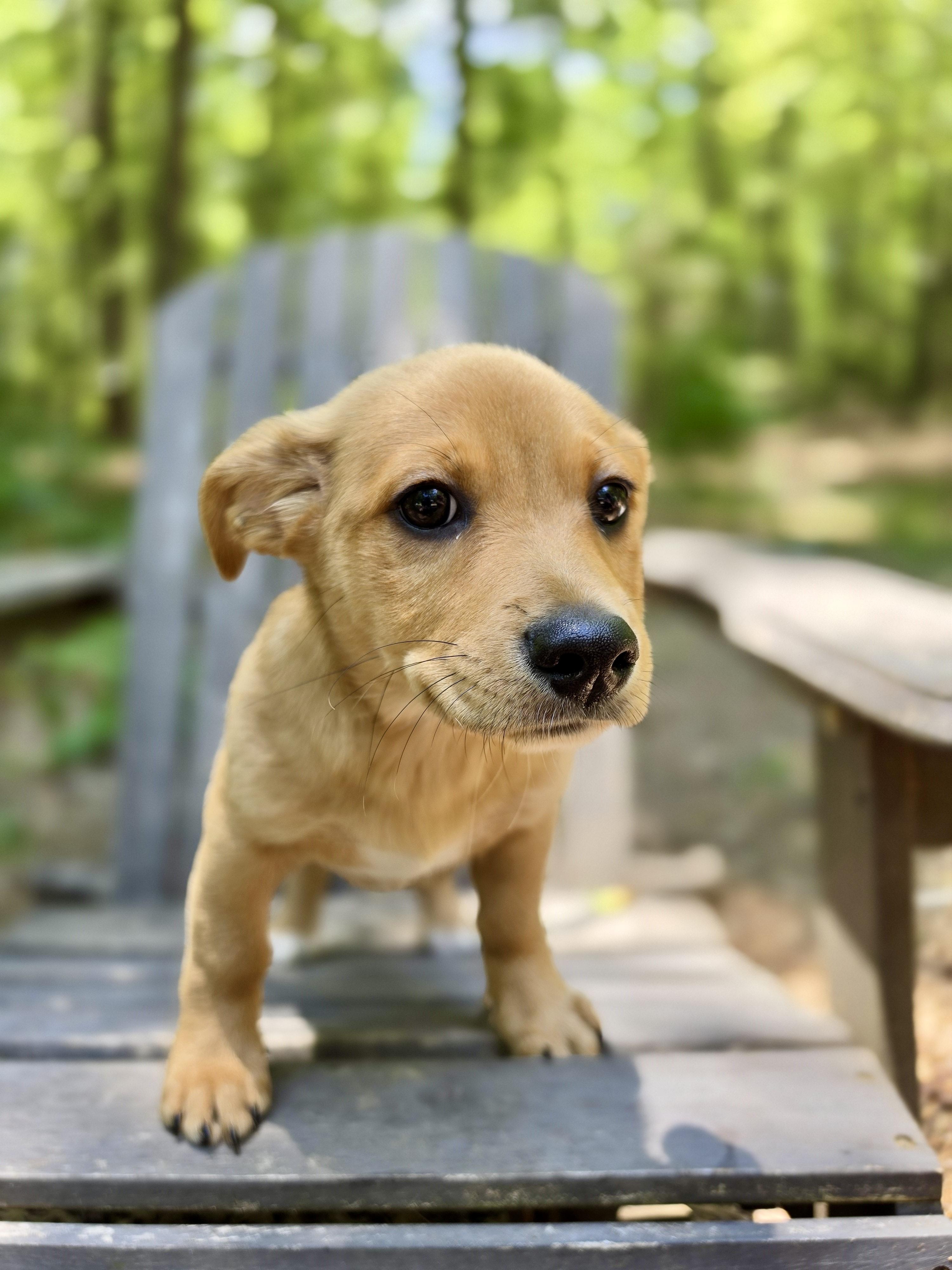 Pascal, an adoptable mixed breed in Pittsboro, NC image 5/5