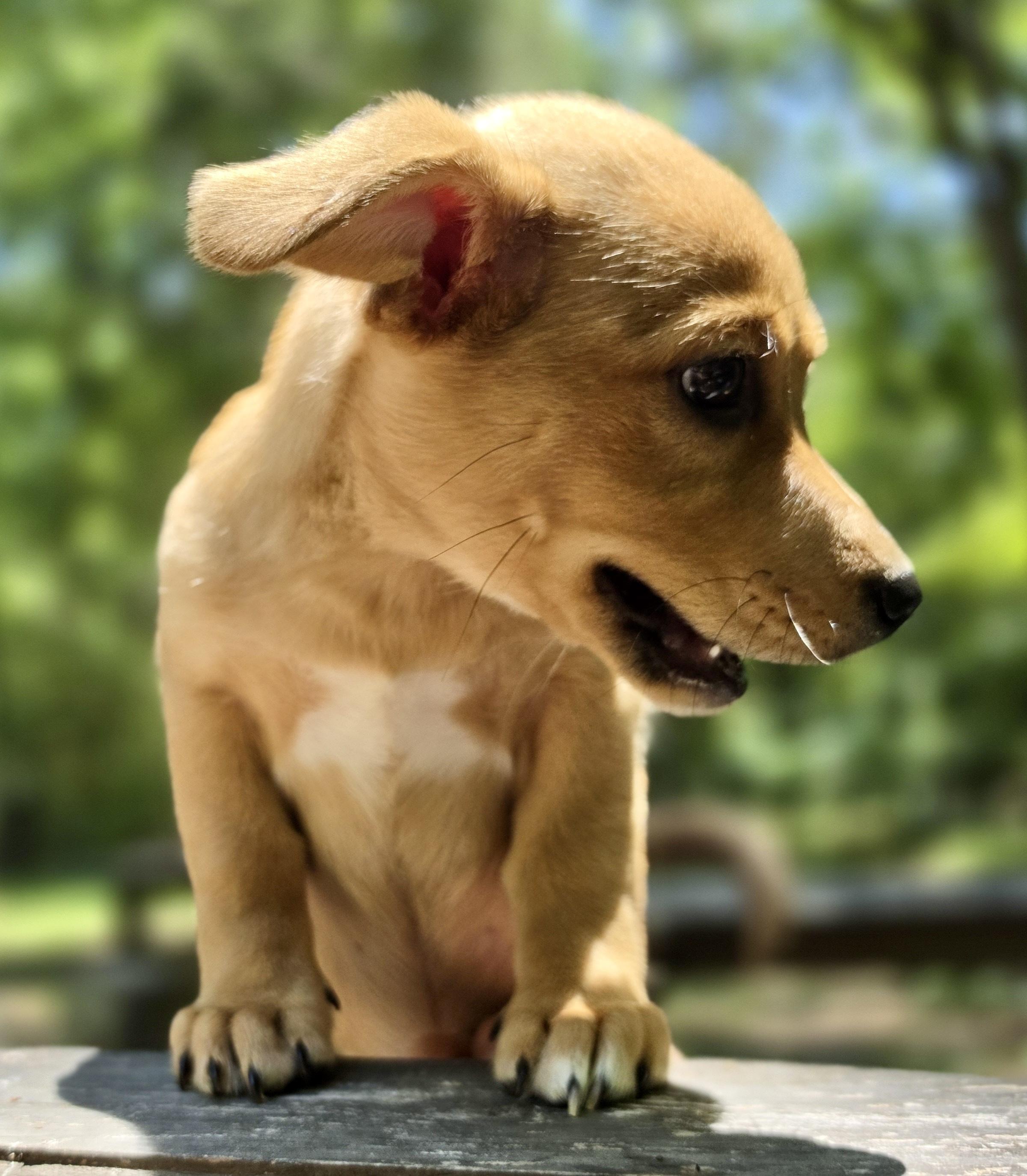 Pascal, an adoptable mixed breed in Pittsboro, NC image 4/5