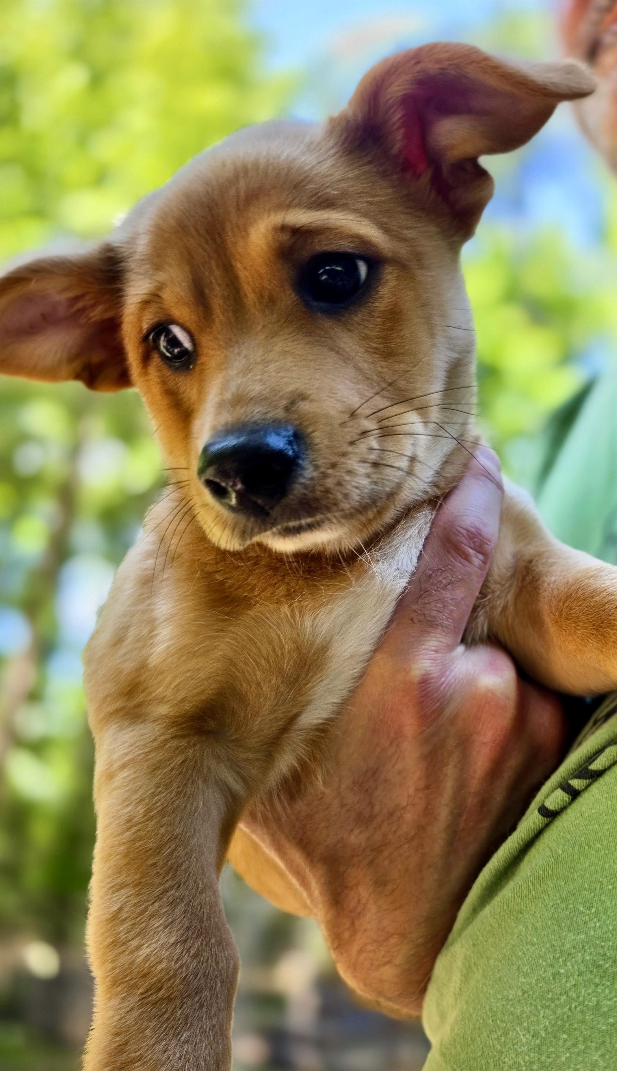 Pascal, an adoptable mixed breed in Pittsboro, NC image 2/5