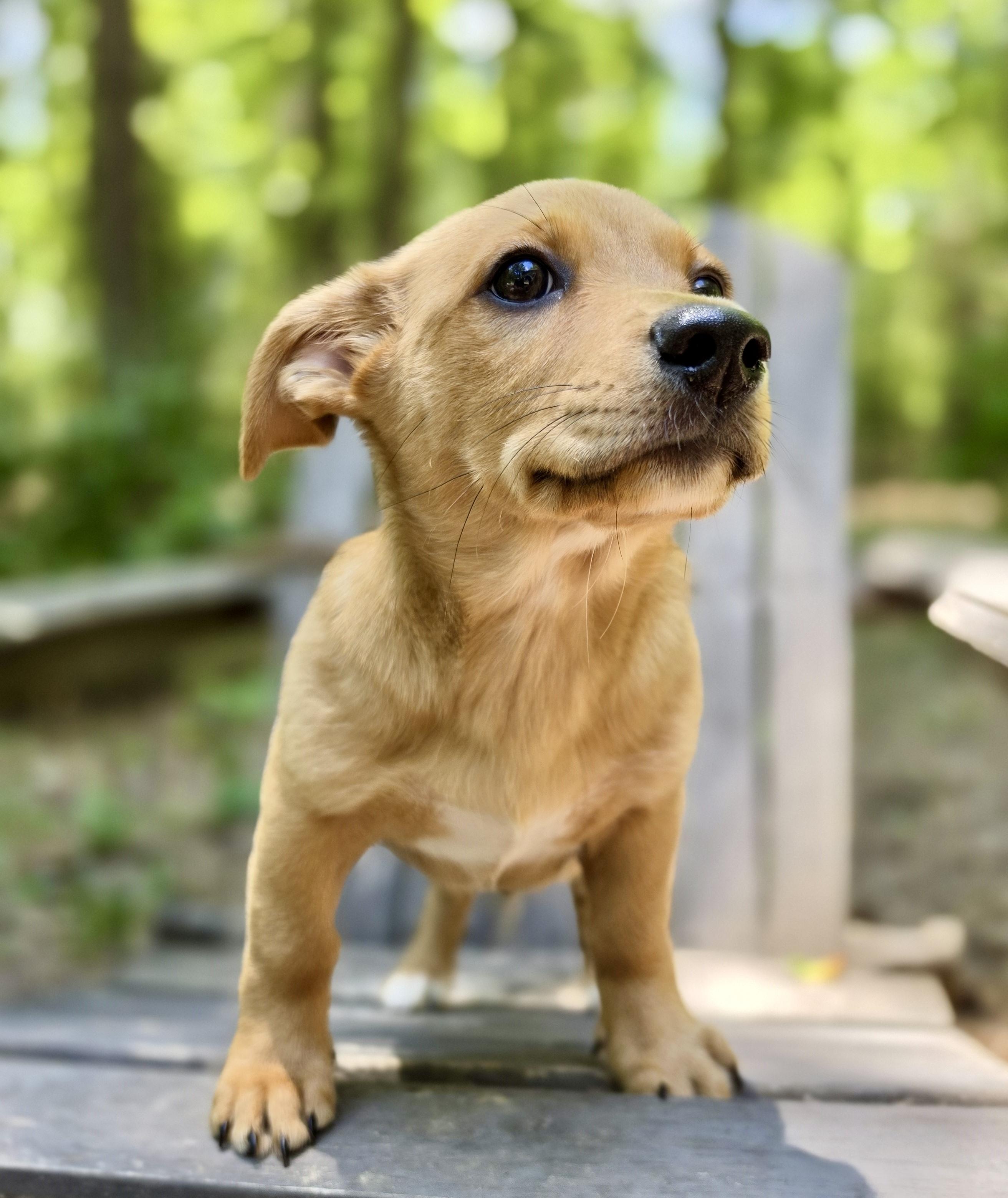 Pascal, an adoptable mixed breed in Pittsboro, NC image 3/5