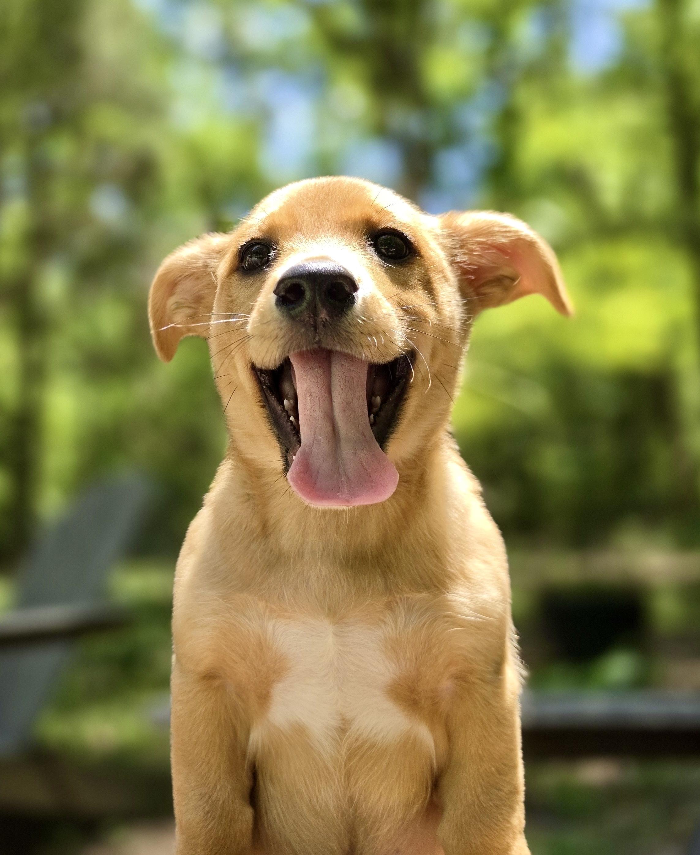 Pascal, an adoptable mixed breed in Pittsboro, NC image 1/5