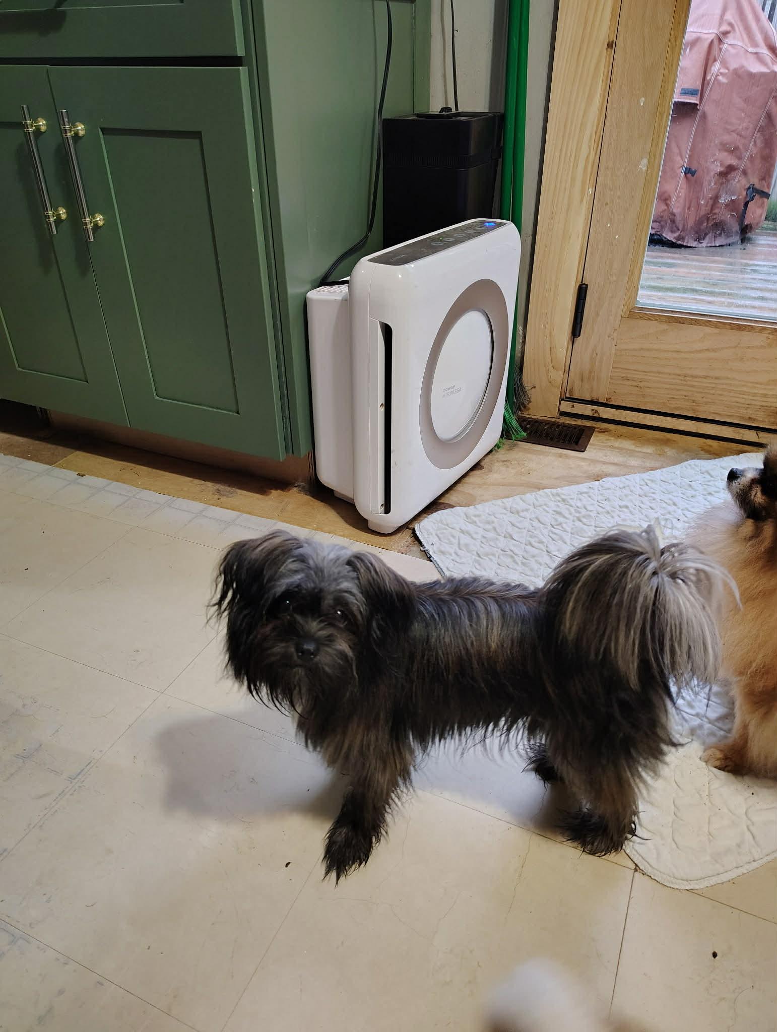 Courtesy Post - Rakelle, adopted, Puppy Female Shih Tzu.