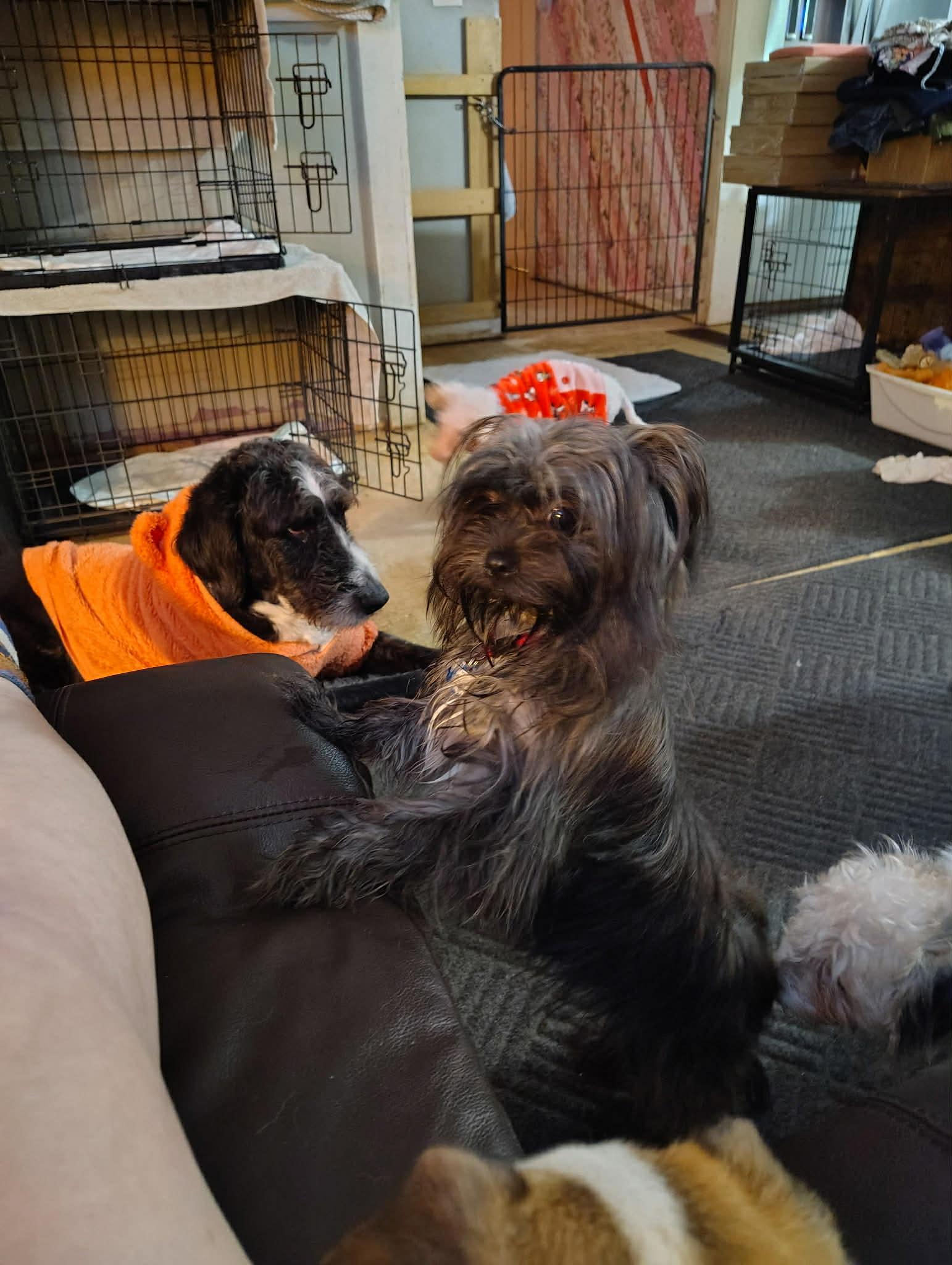 Courtesy Post - Rakelle, ADOPTABLE, Puppy Female Shih Tzu.