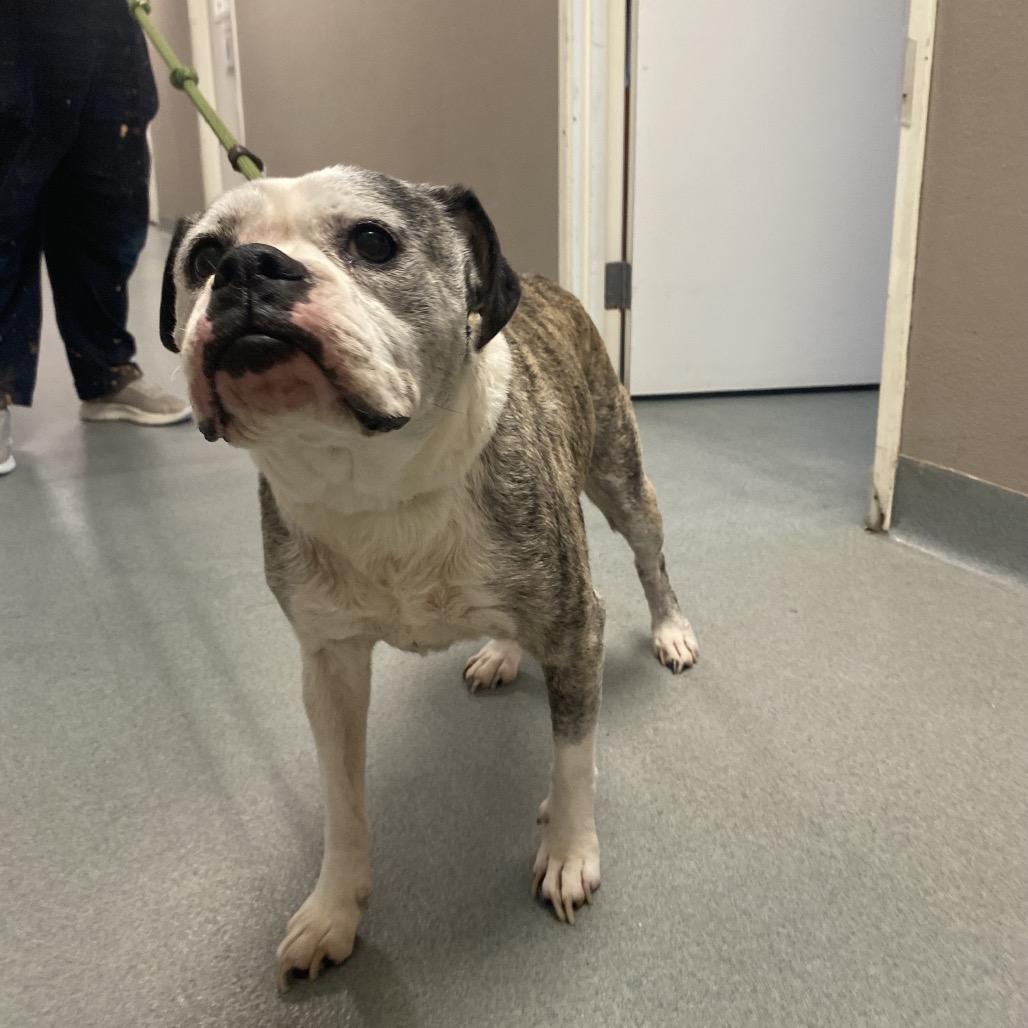 Studebaker, Adoptable, Senior Female Pit Bull Terrier.