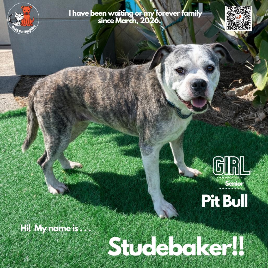 Enlarge Studebaker, a Adoptable Pit Bull Terrier in Westminster, CA image 2/3