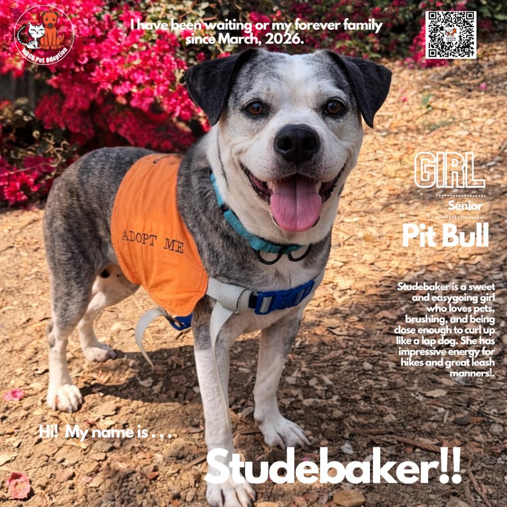 Enlarge Studebaker, a Adoptable Pit Bull Terrier in Westminster, CA image 1/1