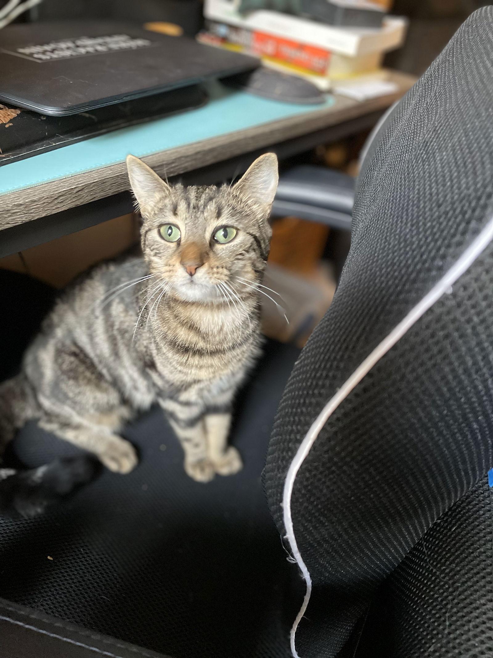 Enlarge Kimmie (Lil Kim), a Adoptable Domestic Short Hair in Brooklyn, NY image 2/3