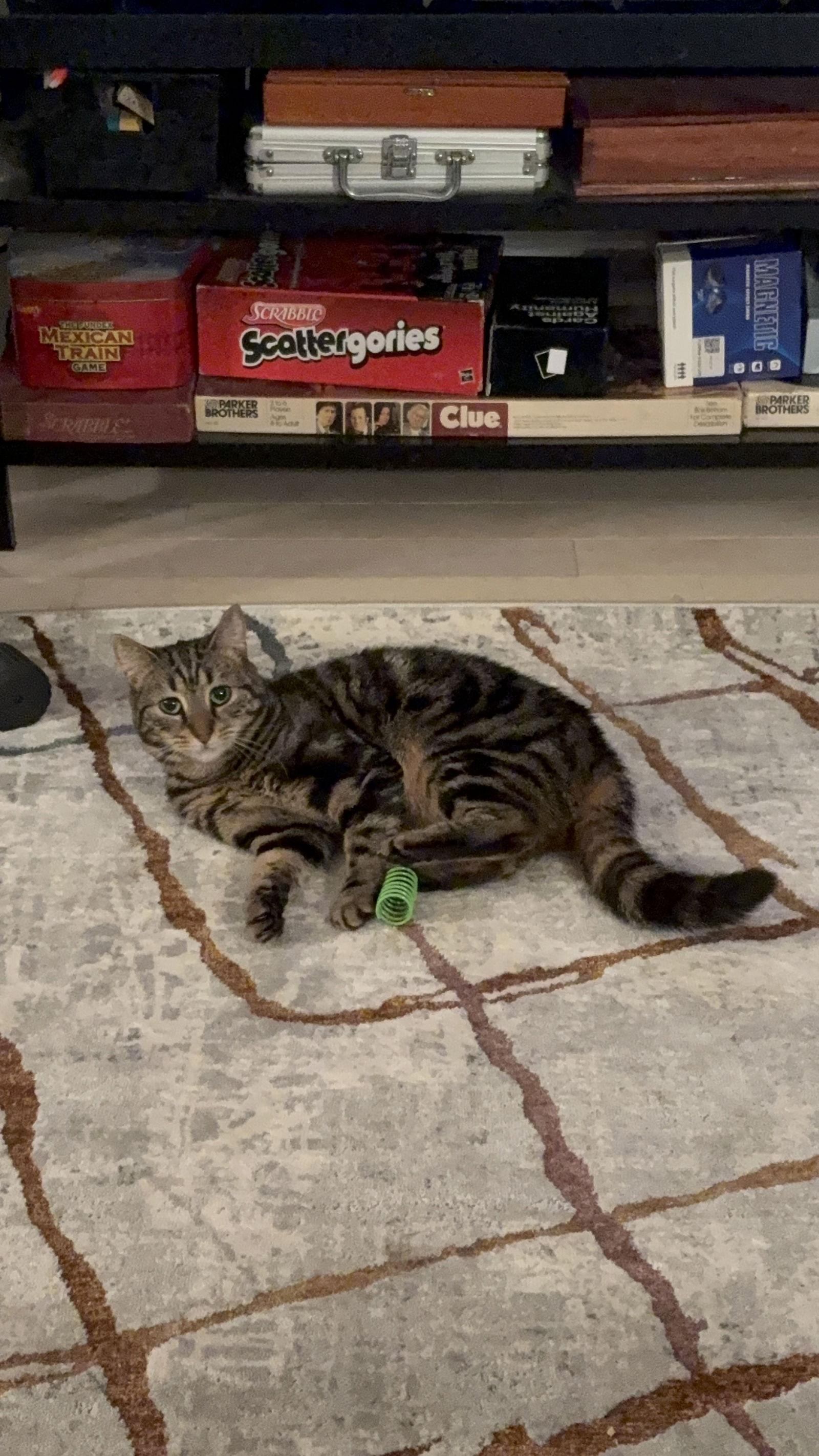 Kimmie (Lil Kim), a Adoptable Domestic Short Hair in Brooklyn, NY image 2/3